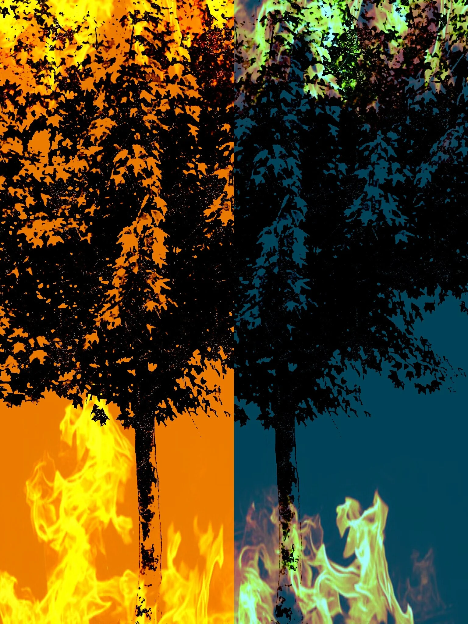 Tree [r] (63).jpg