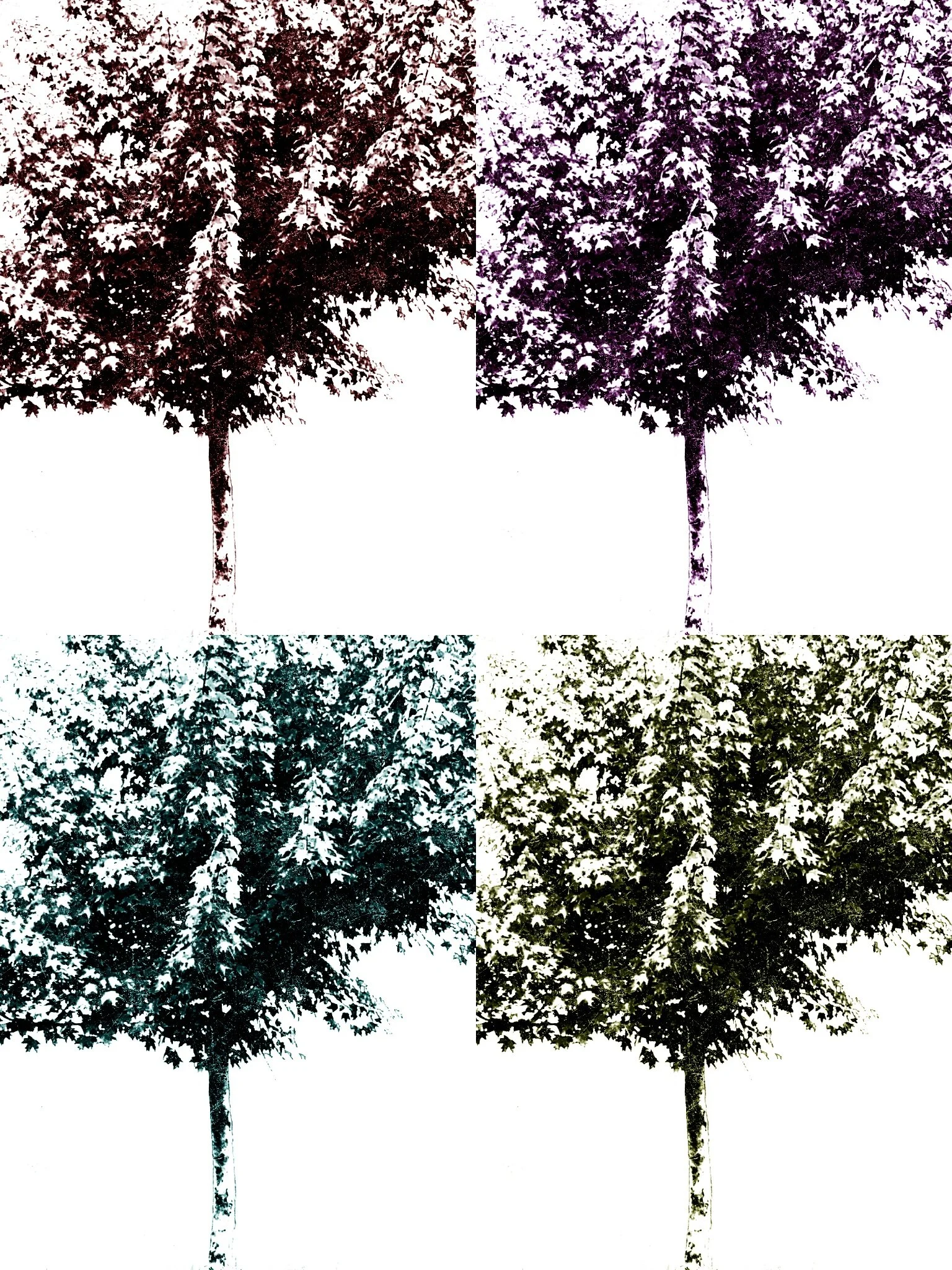 Tree [r] (47).jpg