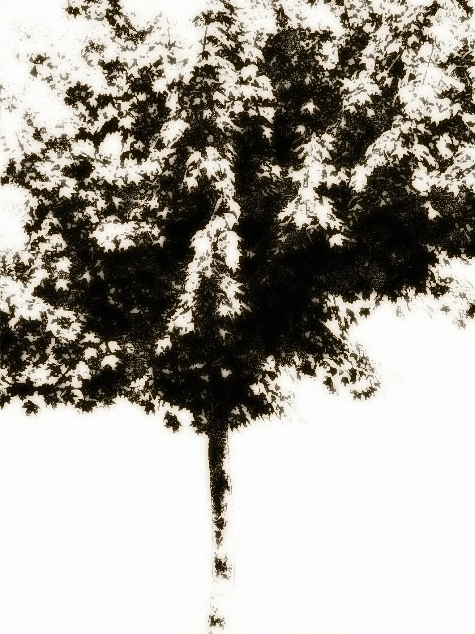Tree [r] (29).jpg