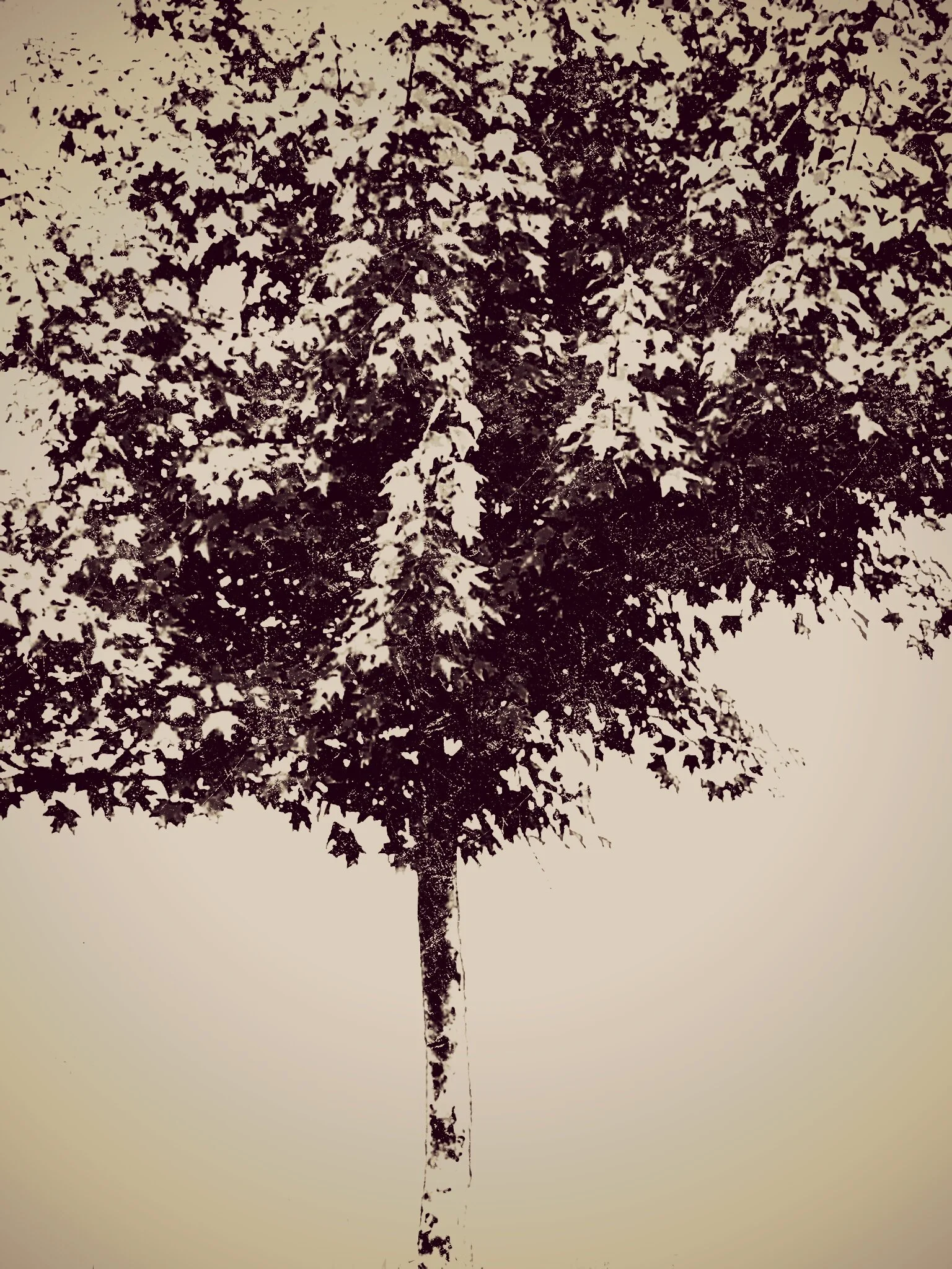 Tree [r] (61).jpg