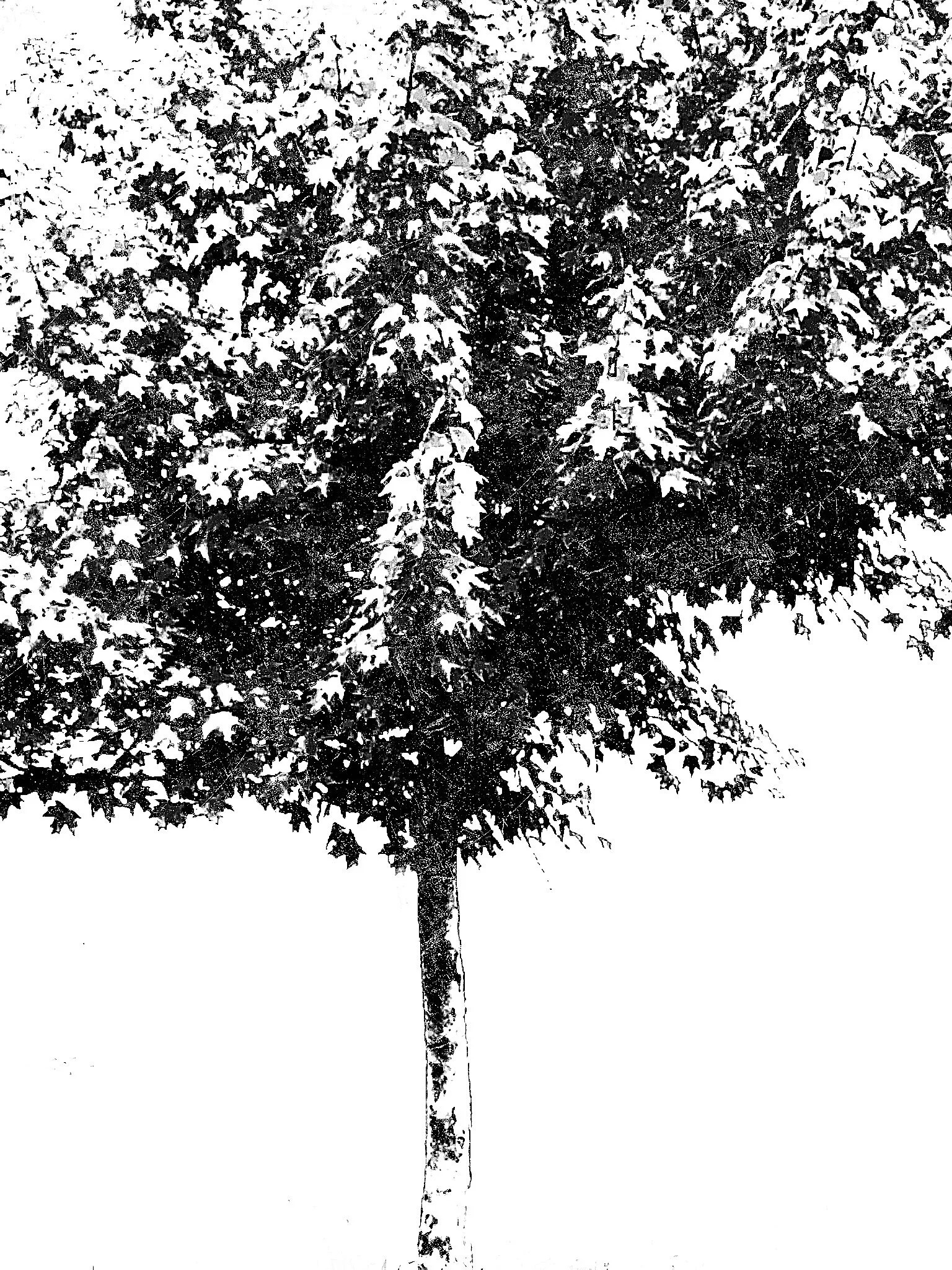 Tree [r] (50).jpg
