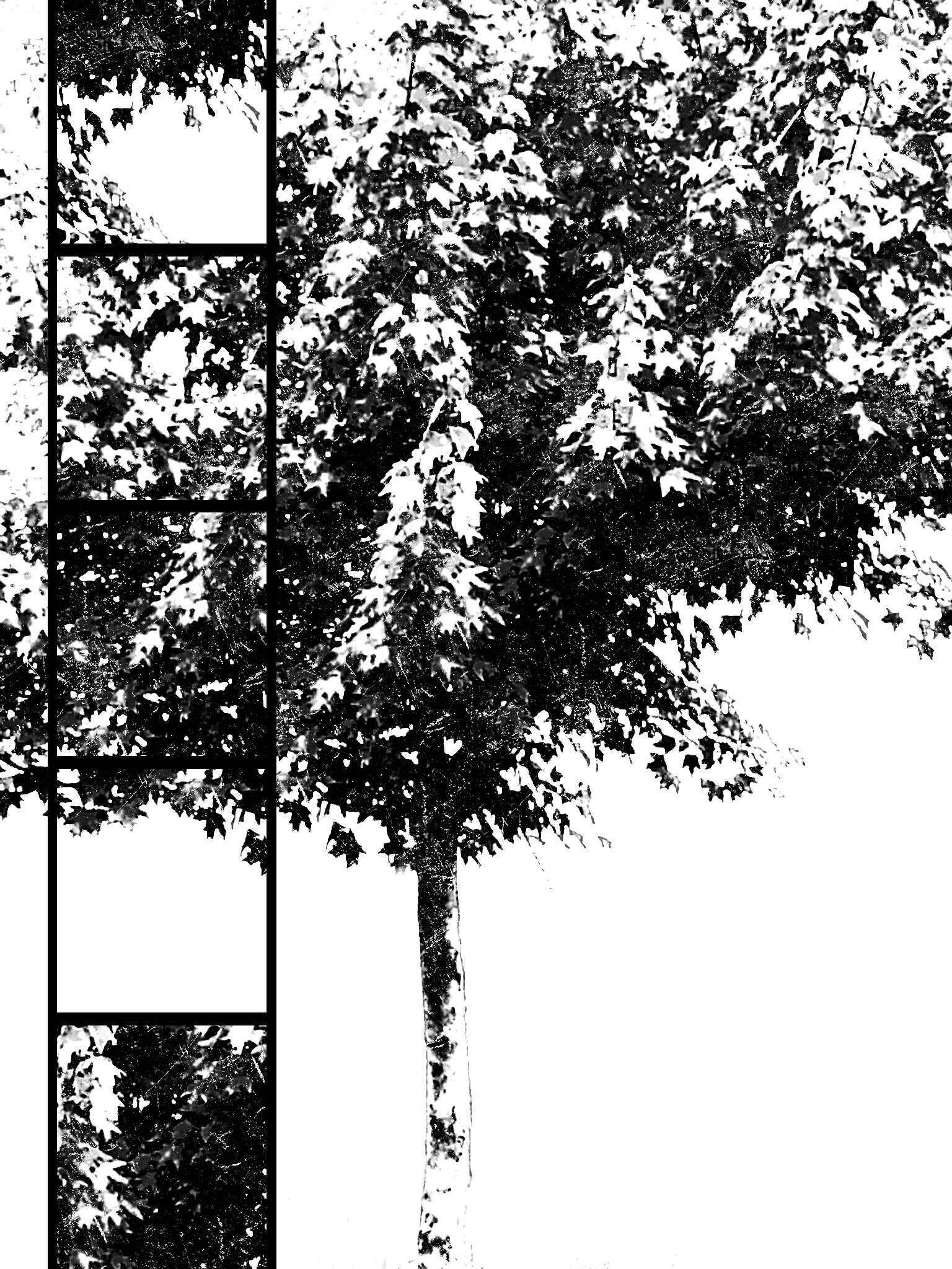 Tree [r] (75).jpg