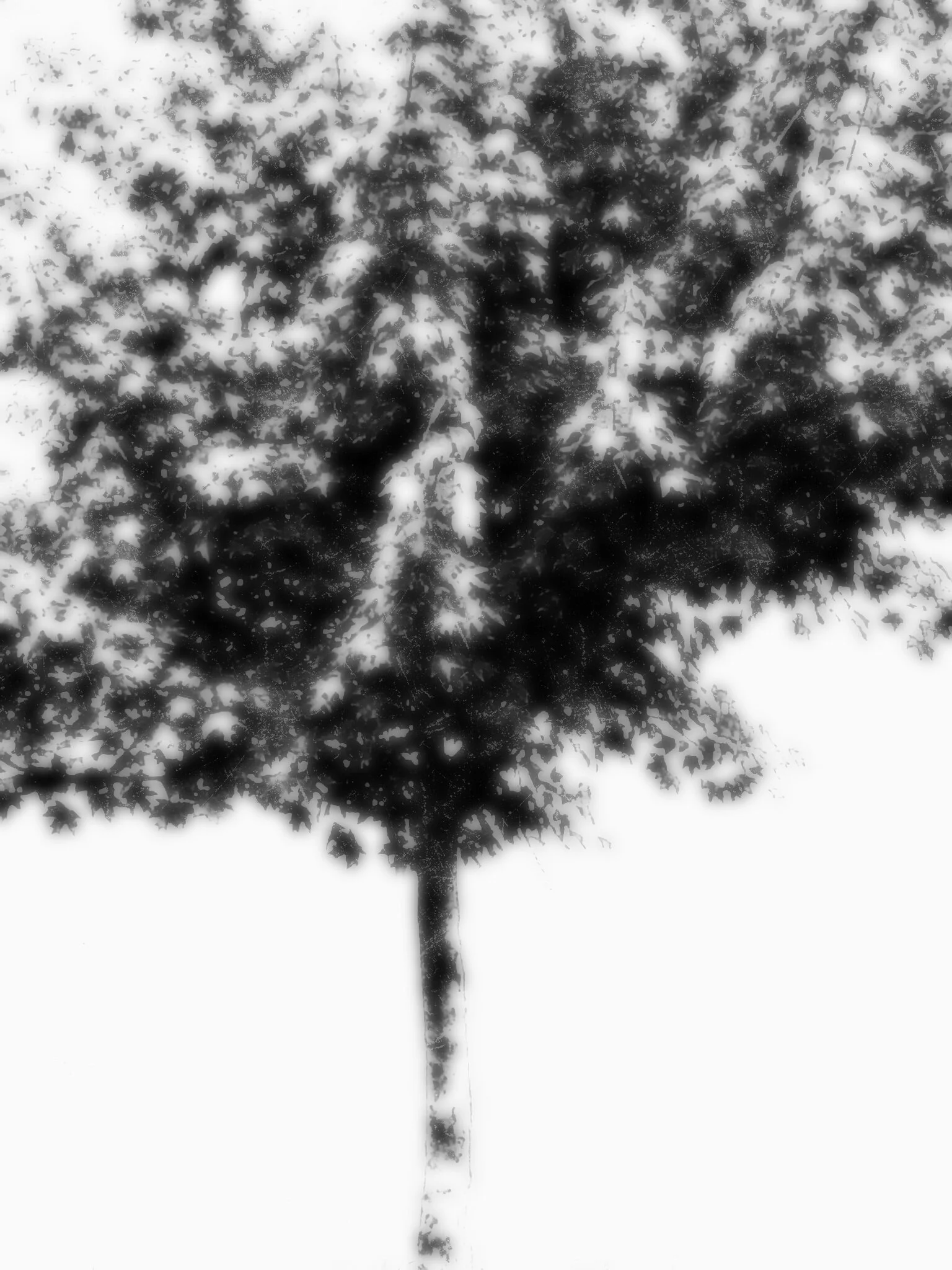 Tree [r] (51).jpg