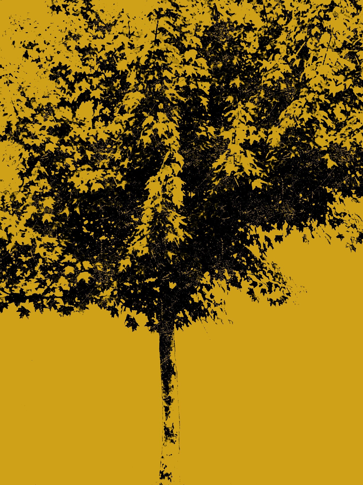 Tree [r] (23).jpg