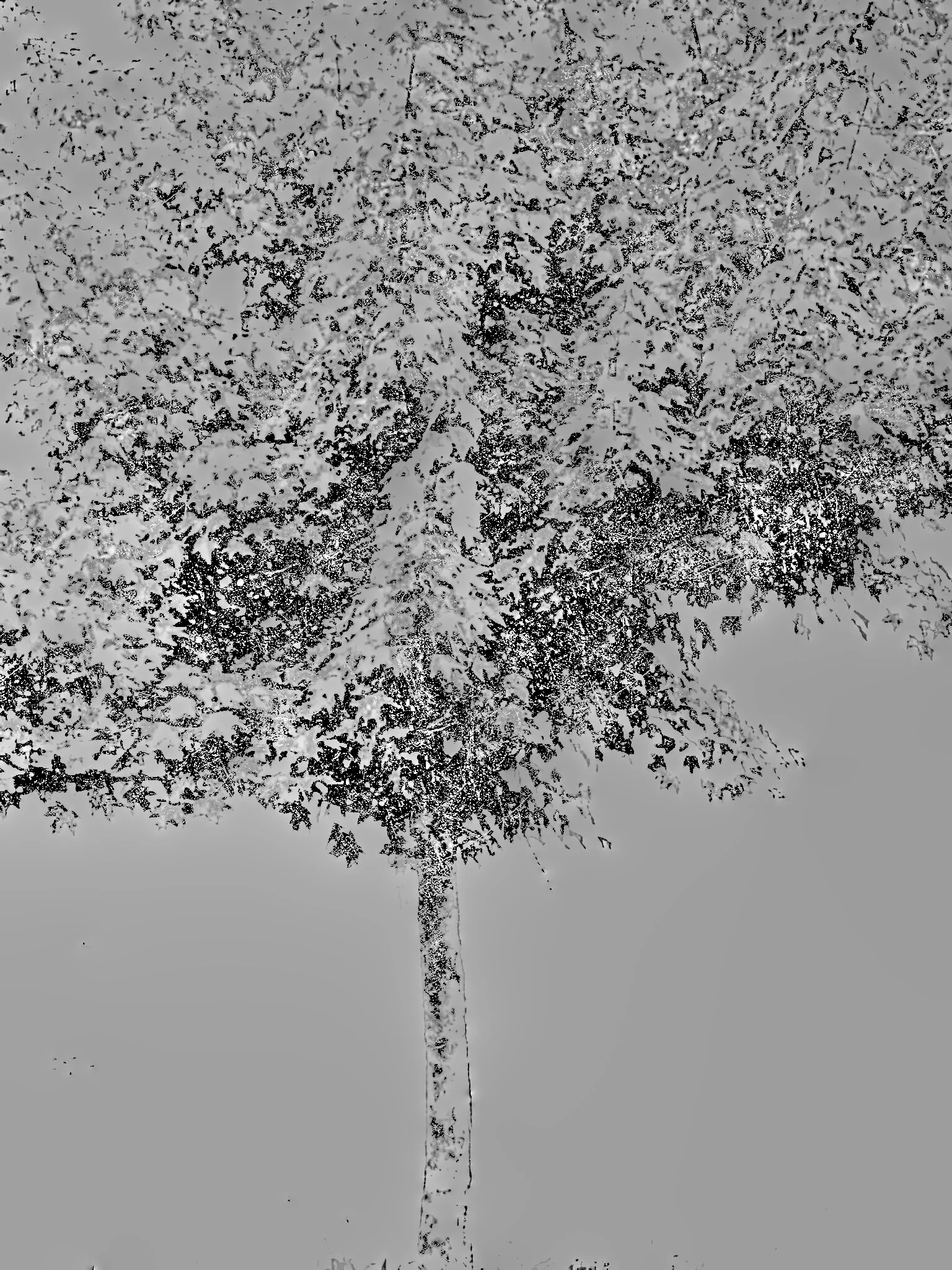 Tree [r] (37).jpg