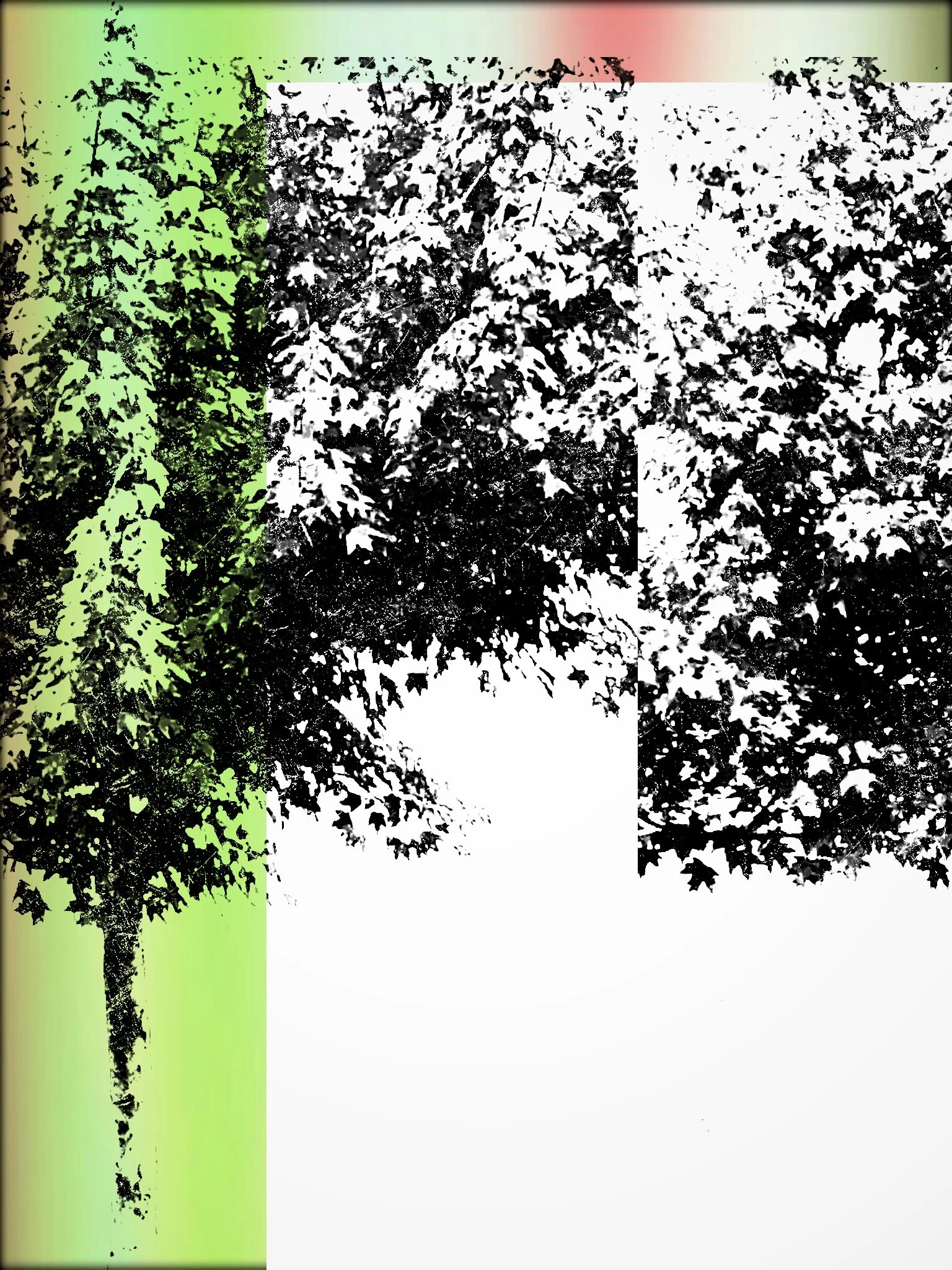 Tree [r] (41).jpg