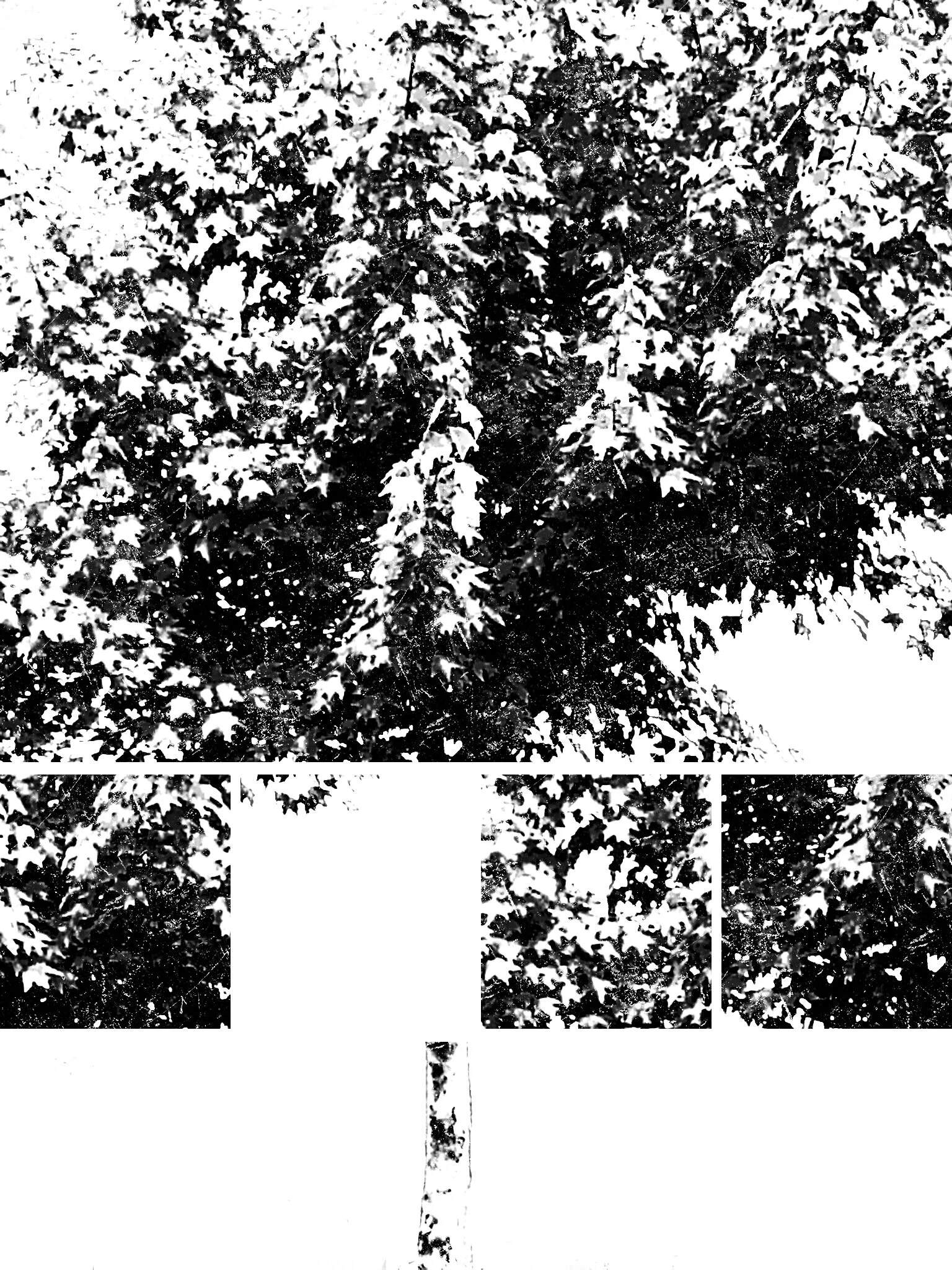 Tree [r] (71).jpg