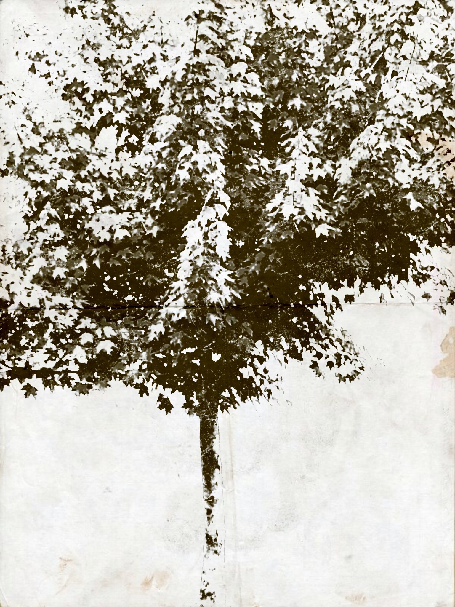 Tree [r] (53).jpg