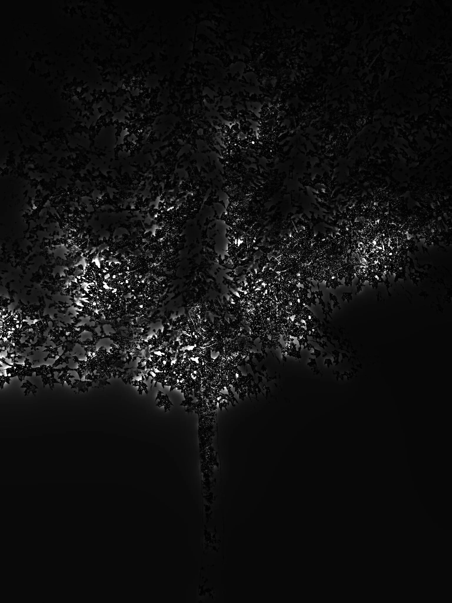 Tree [r] (38).jpg