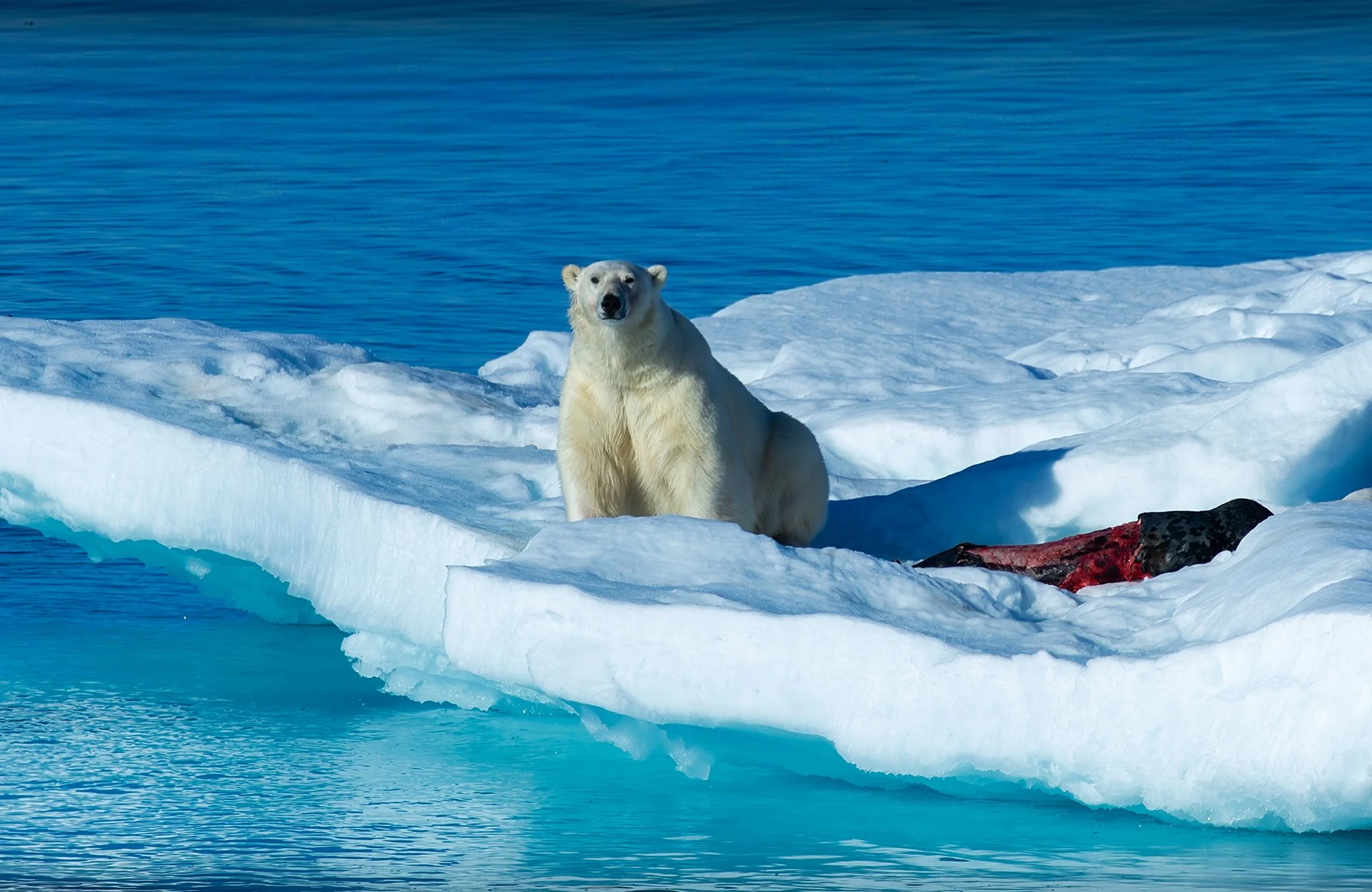 Greenland - The Fauna