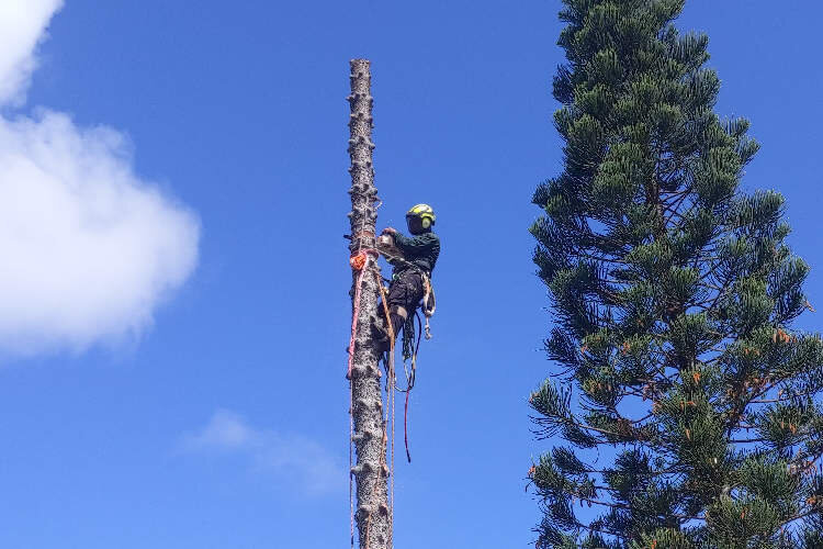 PineTreeRemoval_01.jpg