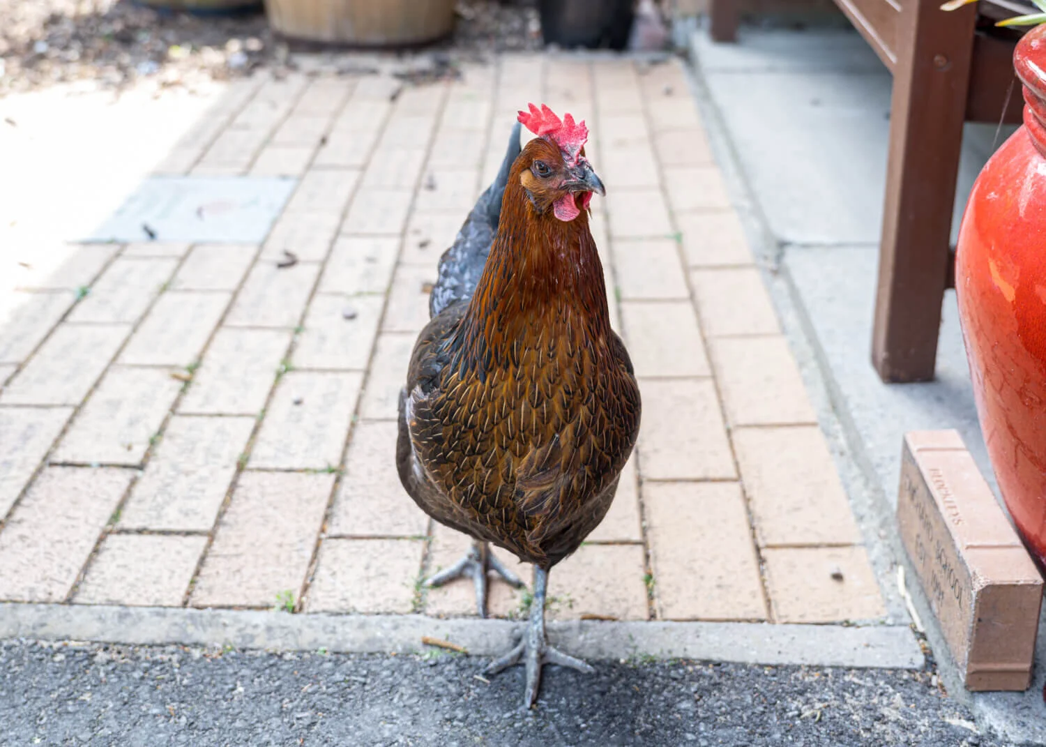 ORCHARD TIVERS PS-77.jpg