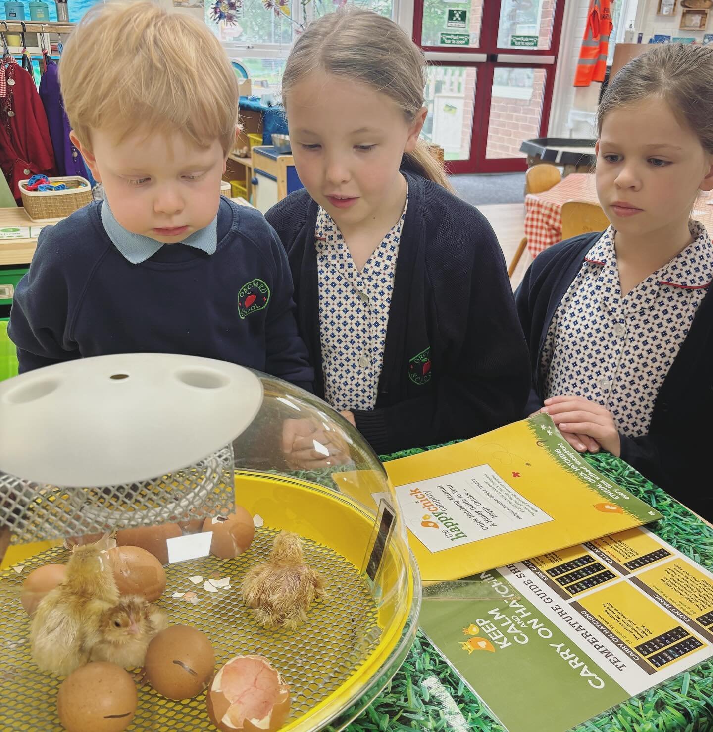 Our breakfast club has just had the pleasure of welcoming some new friends to the school. 🐣🐣🐣

#orchardschoolandnursery #hatchingeggs