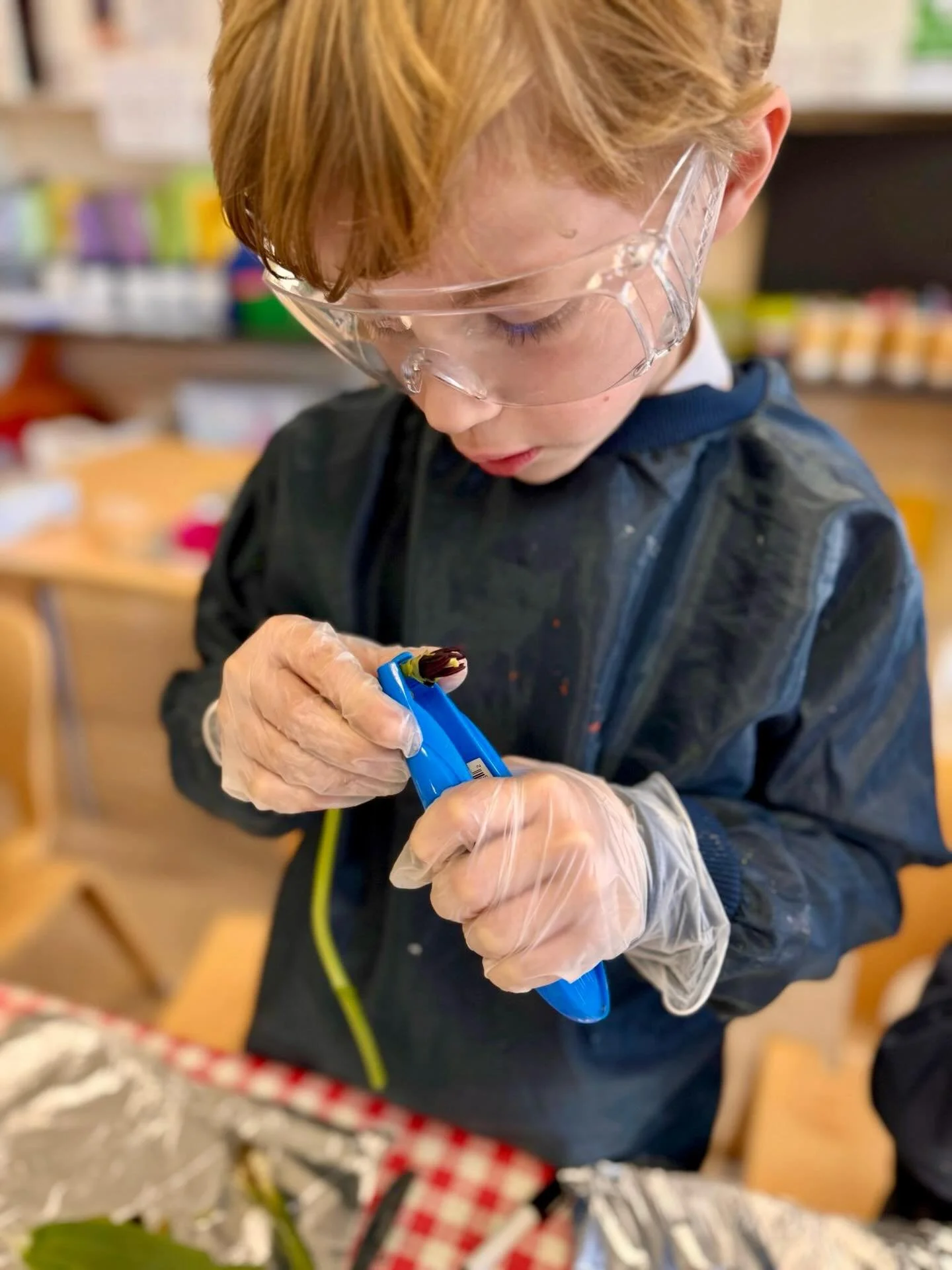 Prep 2 had a busy and engaging morning dissecting seeds, plants, and bulbs.🌱🌷
The children carefully pulled apart, cut, and examined the delicate pieces, showing great focus and curiosity. 
Then they were tasked with labelling each part, demonstrat