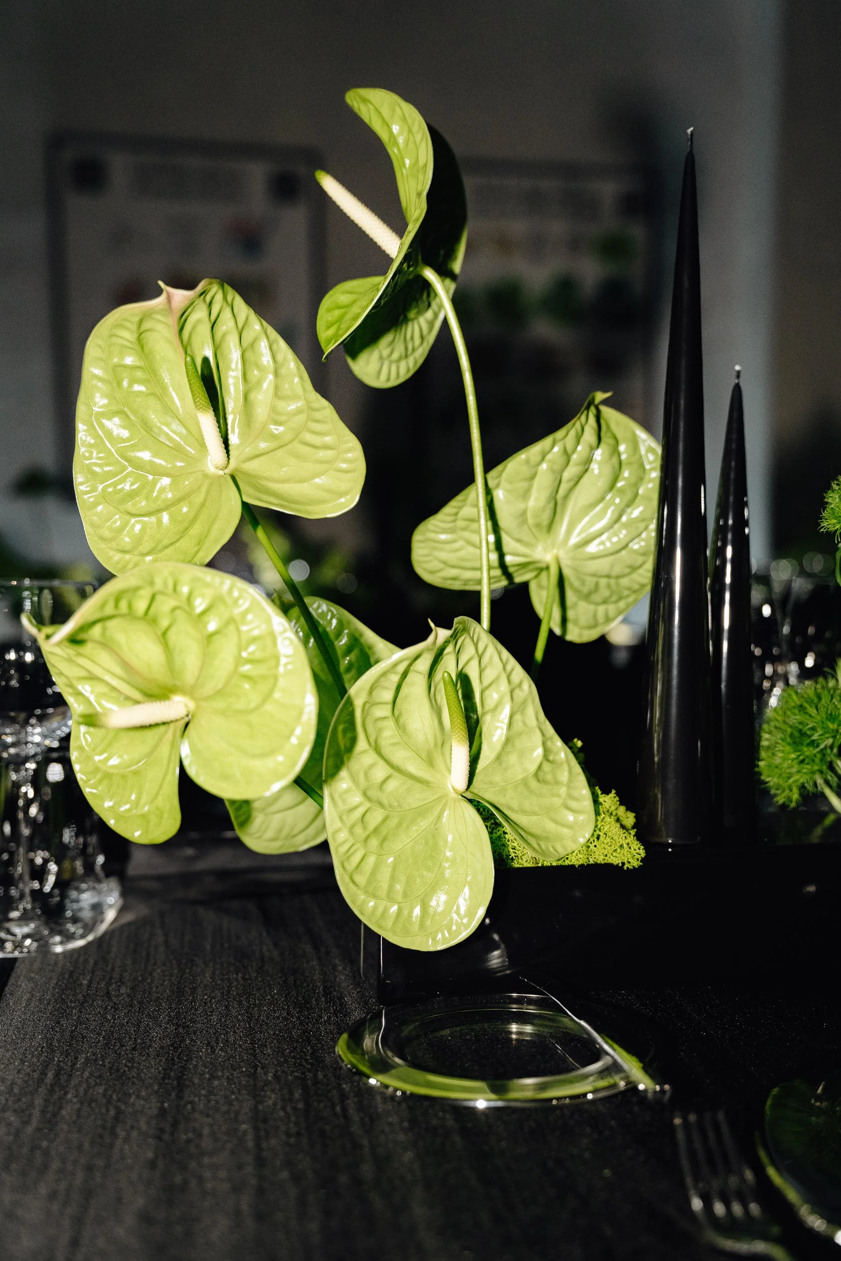 Close-up of green anthurium plants with shiny leaves, set on a black table with decorative black objects and a blurred background.