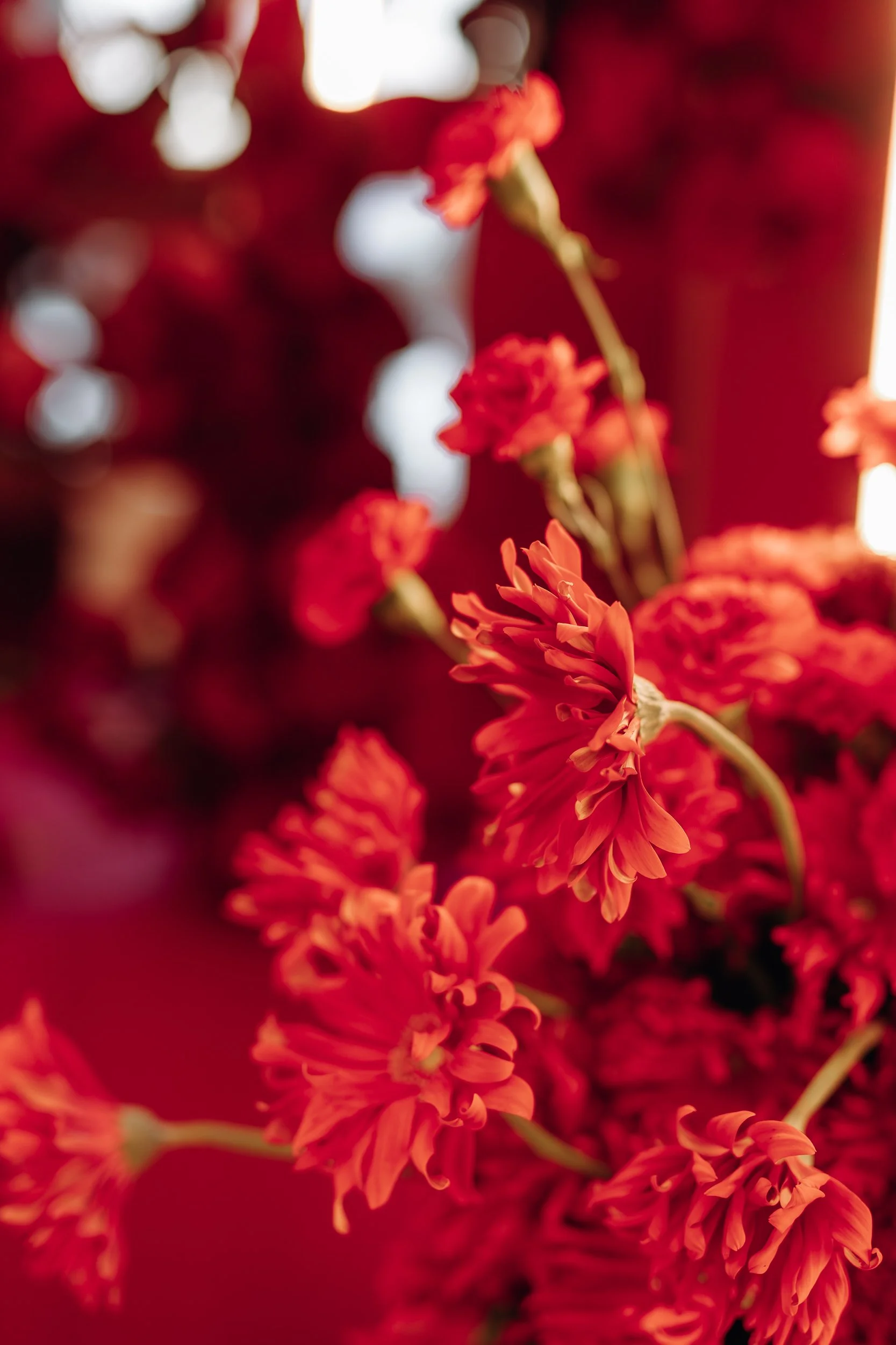 Close-up of red and orange flowers with blurred background