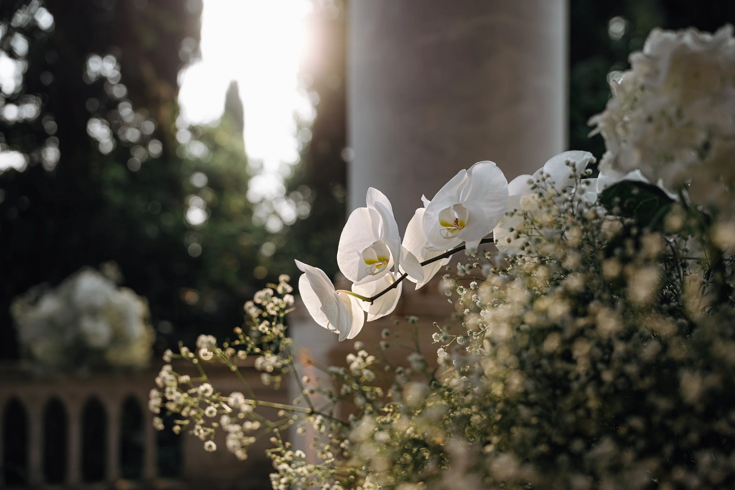 Close-up of white orchids and small white flowers with blurred background and sunlight.