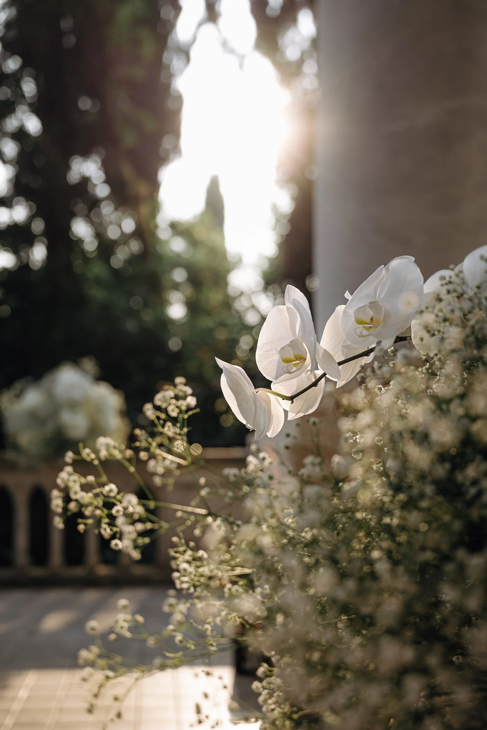 Close-up of white orchids and small white flowers with sunlight filtering through trees in the background.