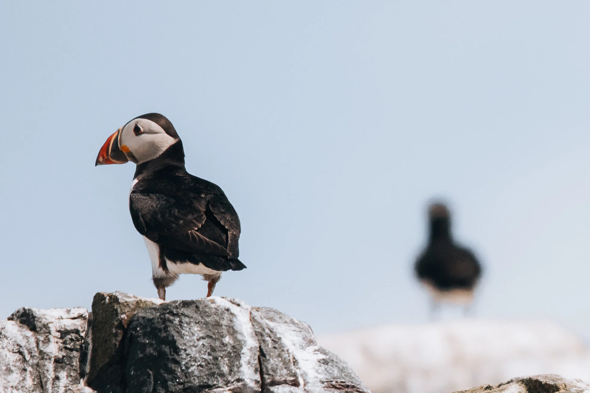 A Guide to the Farne Islands, Northumberland | England  Brock & Betty
