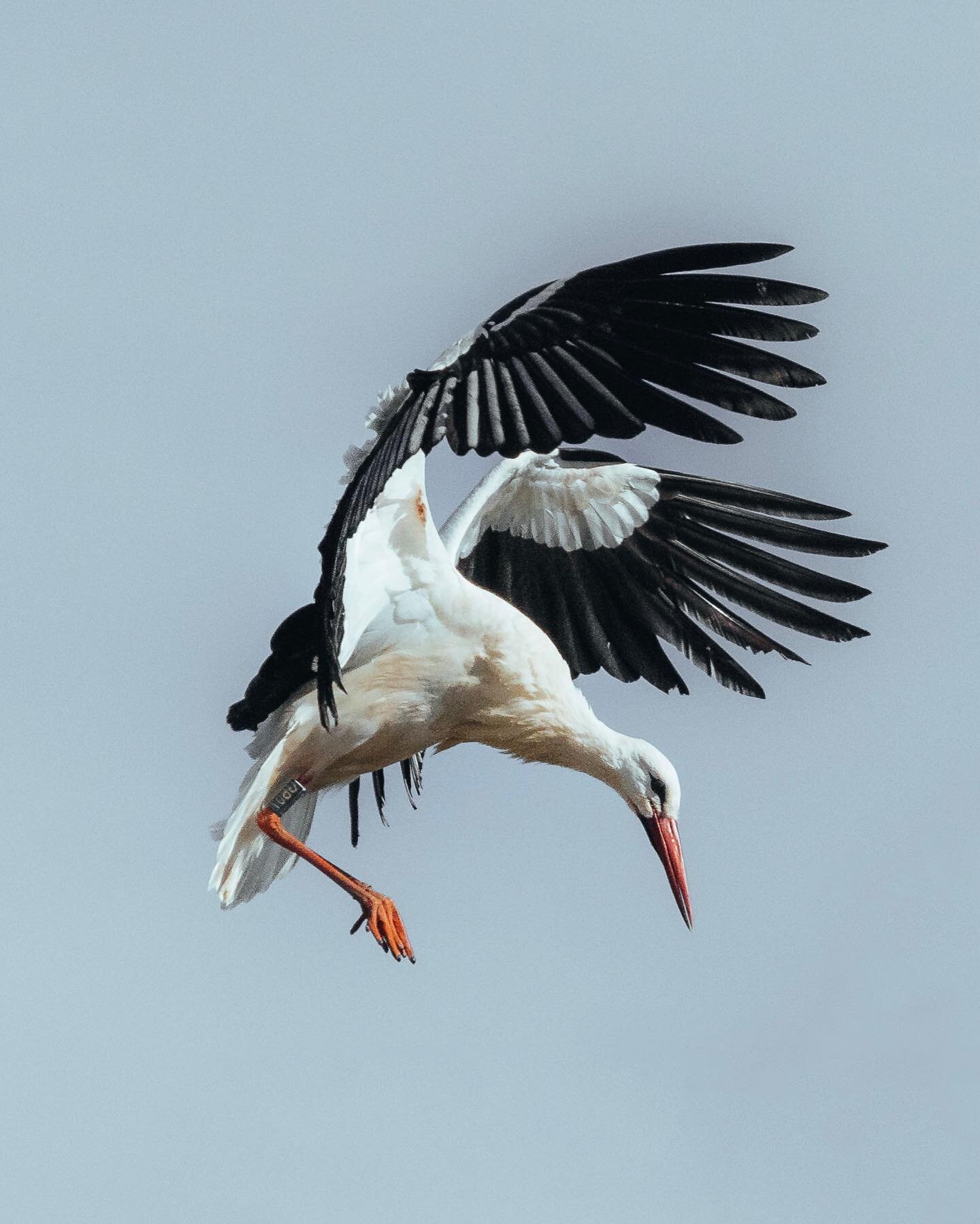 One of the white storks at Knepp thanks to the White Storks Project 🤍

💡 Something we didn&rsquo;t know until we visited the storks is that these birds are almost voiceless. If they do communicate they use hissing noises but most importantly, they 