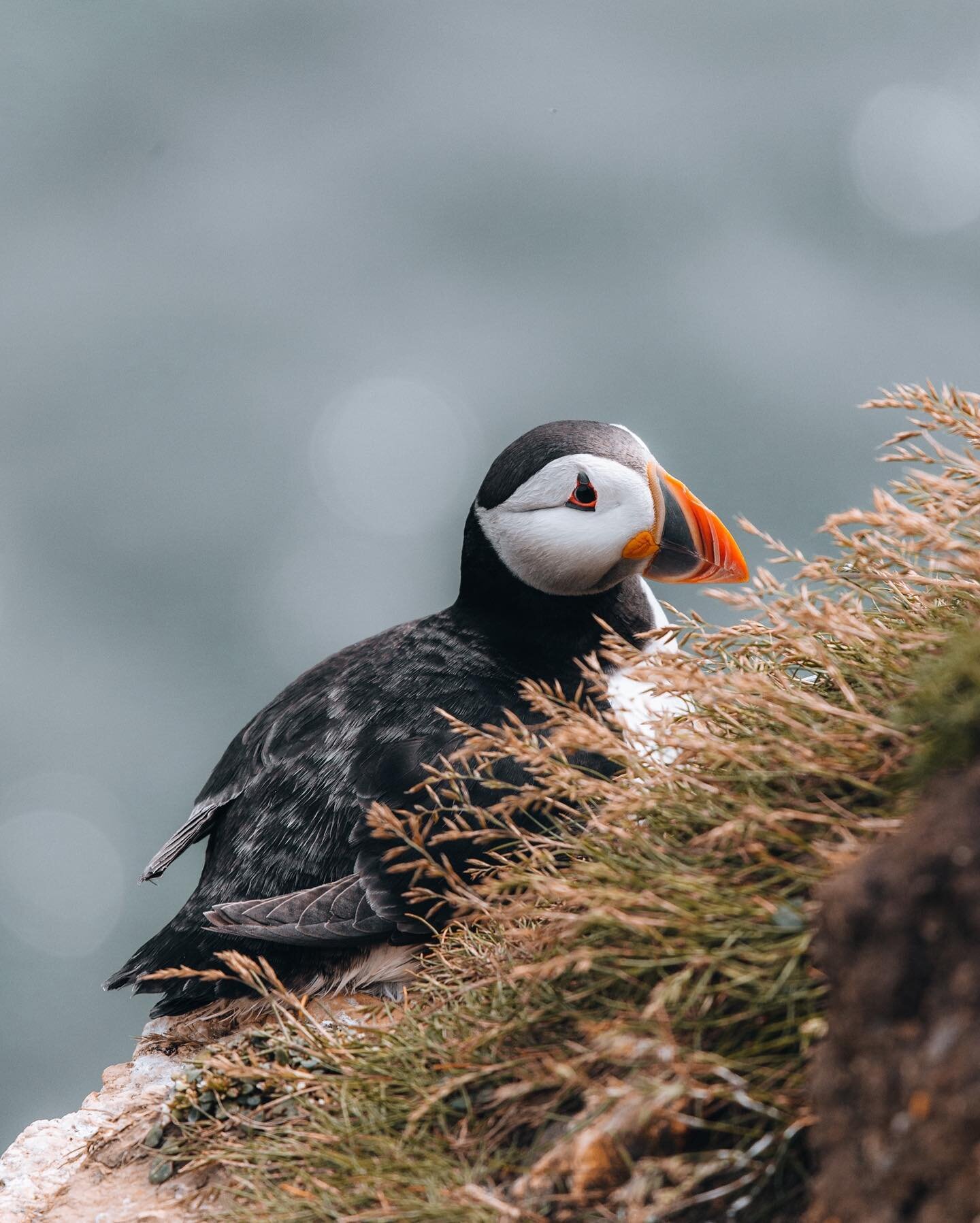Did you know 💡 A puffin&rsquo;s beak (or bill) changes colour depending on the time of year!

❄️ In winter, the beak has a dull grey colour
🌷 In spring, the beak is bright orange 
&bull;
&bull;
&bull;
&bull;
#bbcwildlife#wildlifephotography#wildlif
