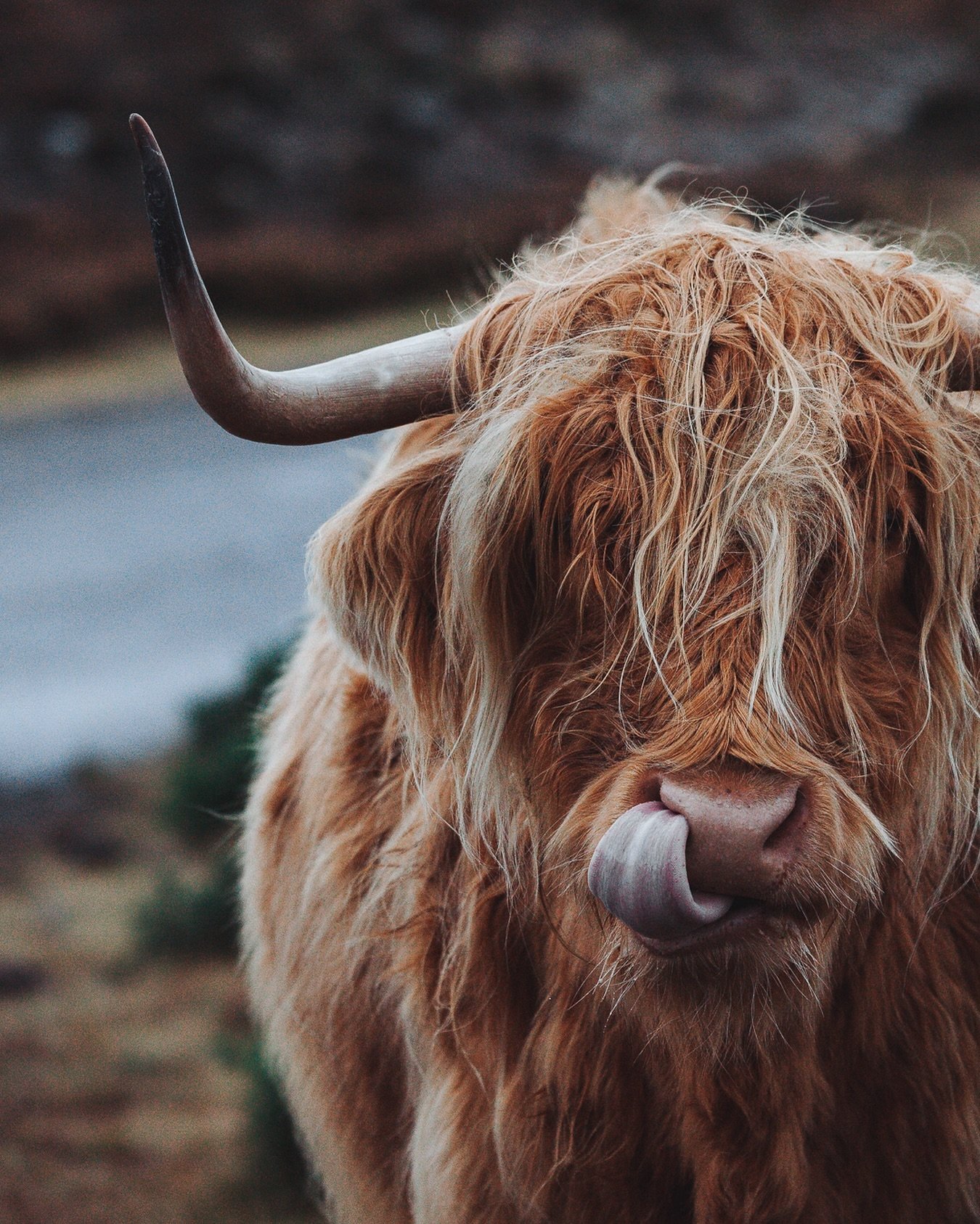 Sending love to these adorable fluffy pals! Did you know that Highland cows were once predominantly black? Thanks to the Victorians and their preference for ginger cows, selective breeding led to these majestic creatures donning their iconic light-co