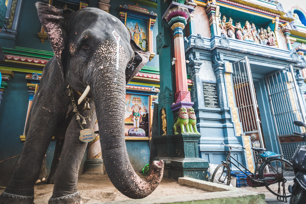 elefante all’ingresso di un tempio