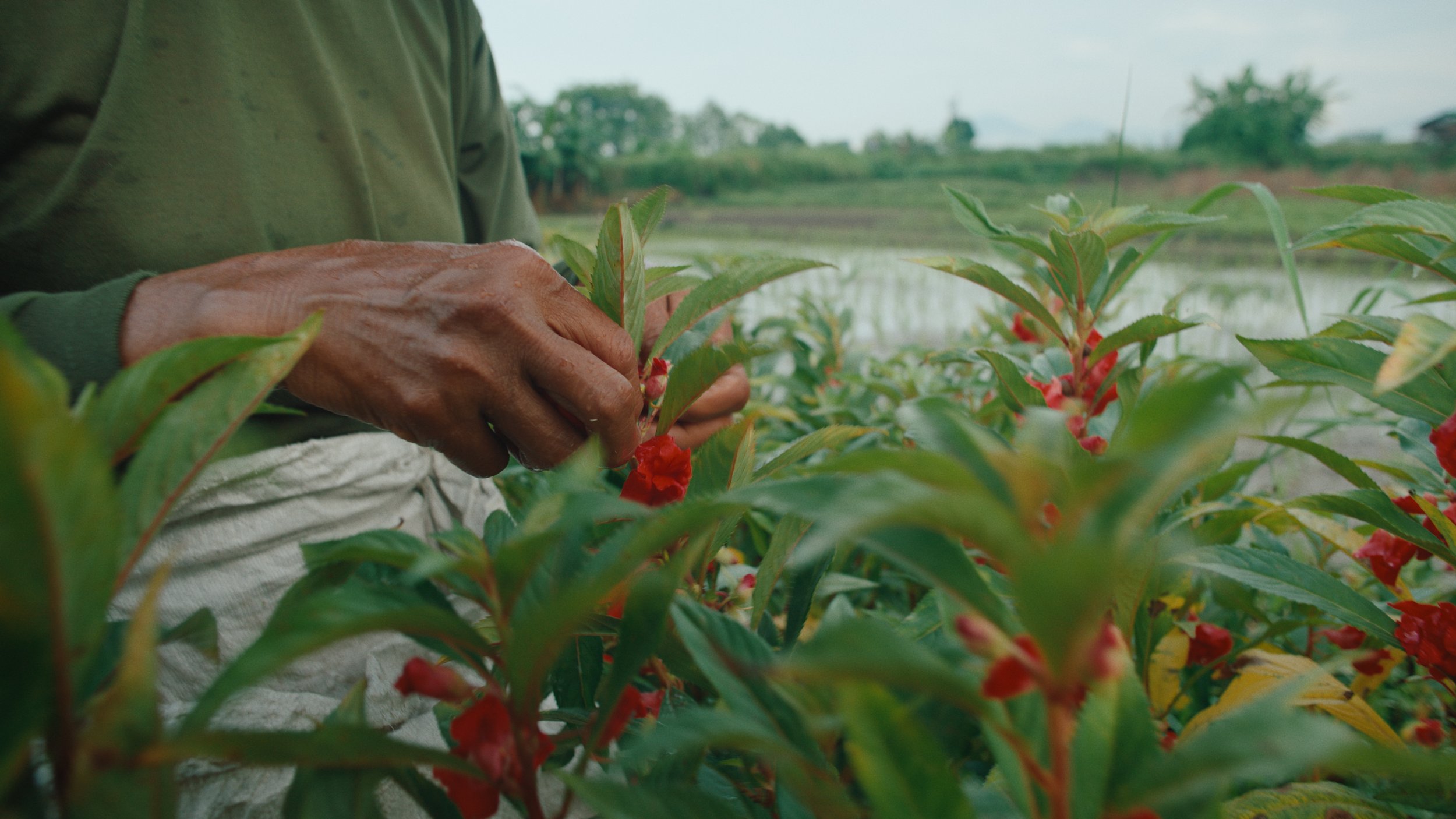 Close-up of a person's hand tending to red flowering plants in a lush green field.