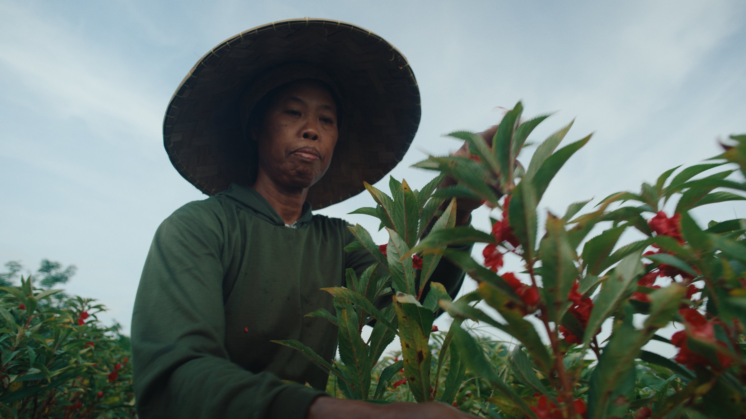 A woman wearing a wide-brimmed straw hat and green jacket harvesting red berries from a plant in an outdoor farm setting.