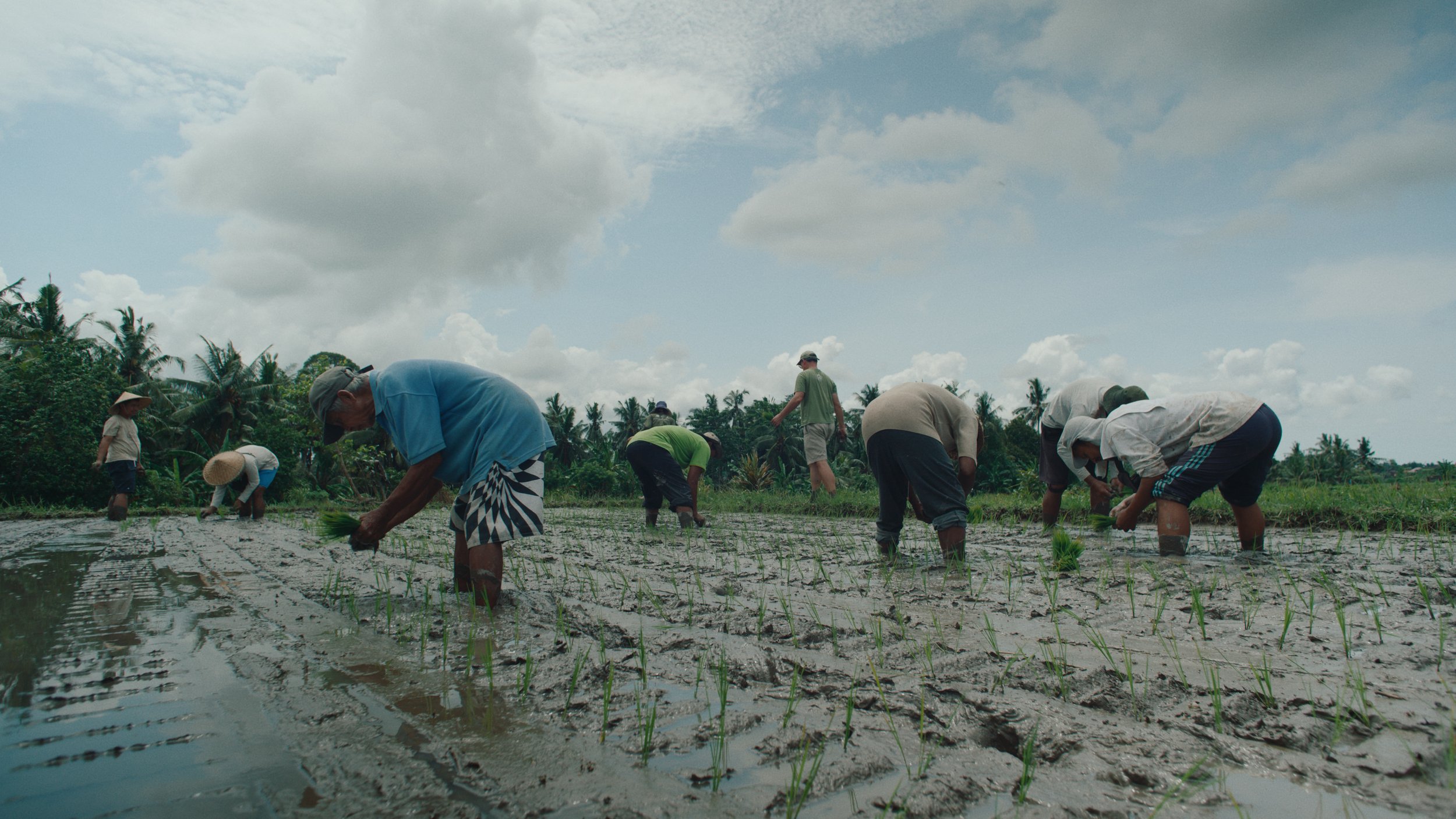 People planting rice in a flooded paddy field under cloudy sky.