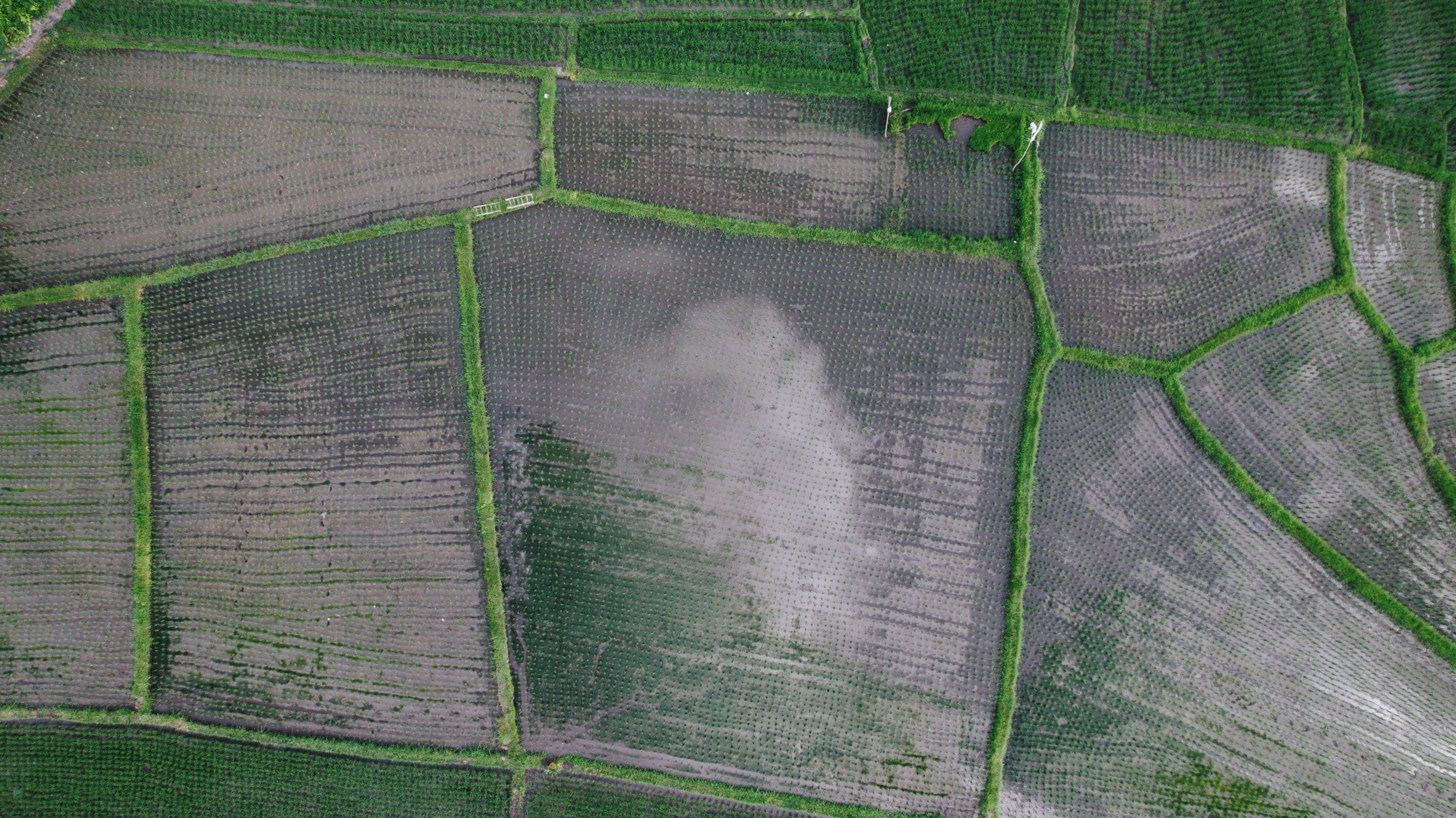 Aerial view of rectangular agricultural fields separated by green grassy borders, with some fields showing rows of crops and others appearing to be fallow or with stubble.