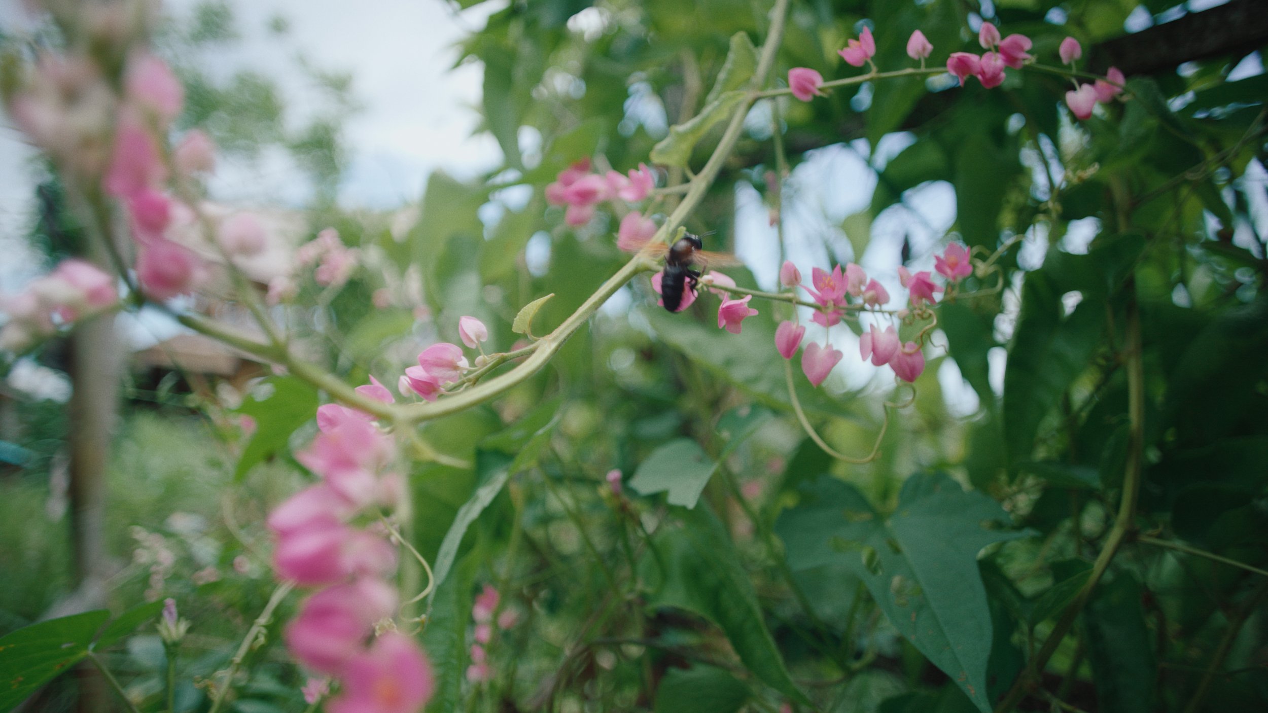 Close-up of pink flowers on a vine with a bee collecting nectar, surrounded by green leaves.