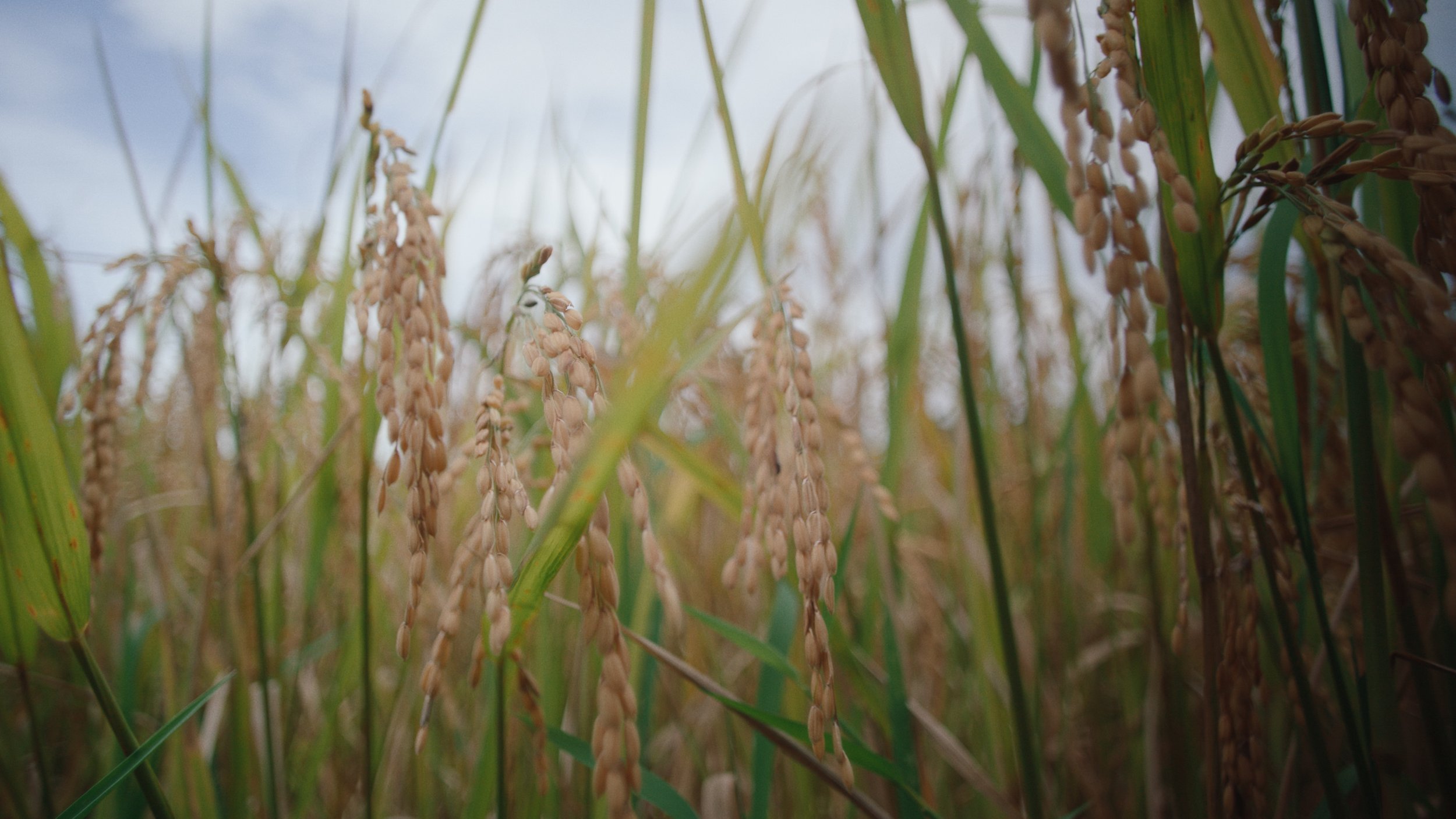 Close-up of ripening rice grains hanging from stalks in a field with green leaves.
