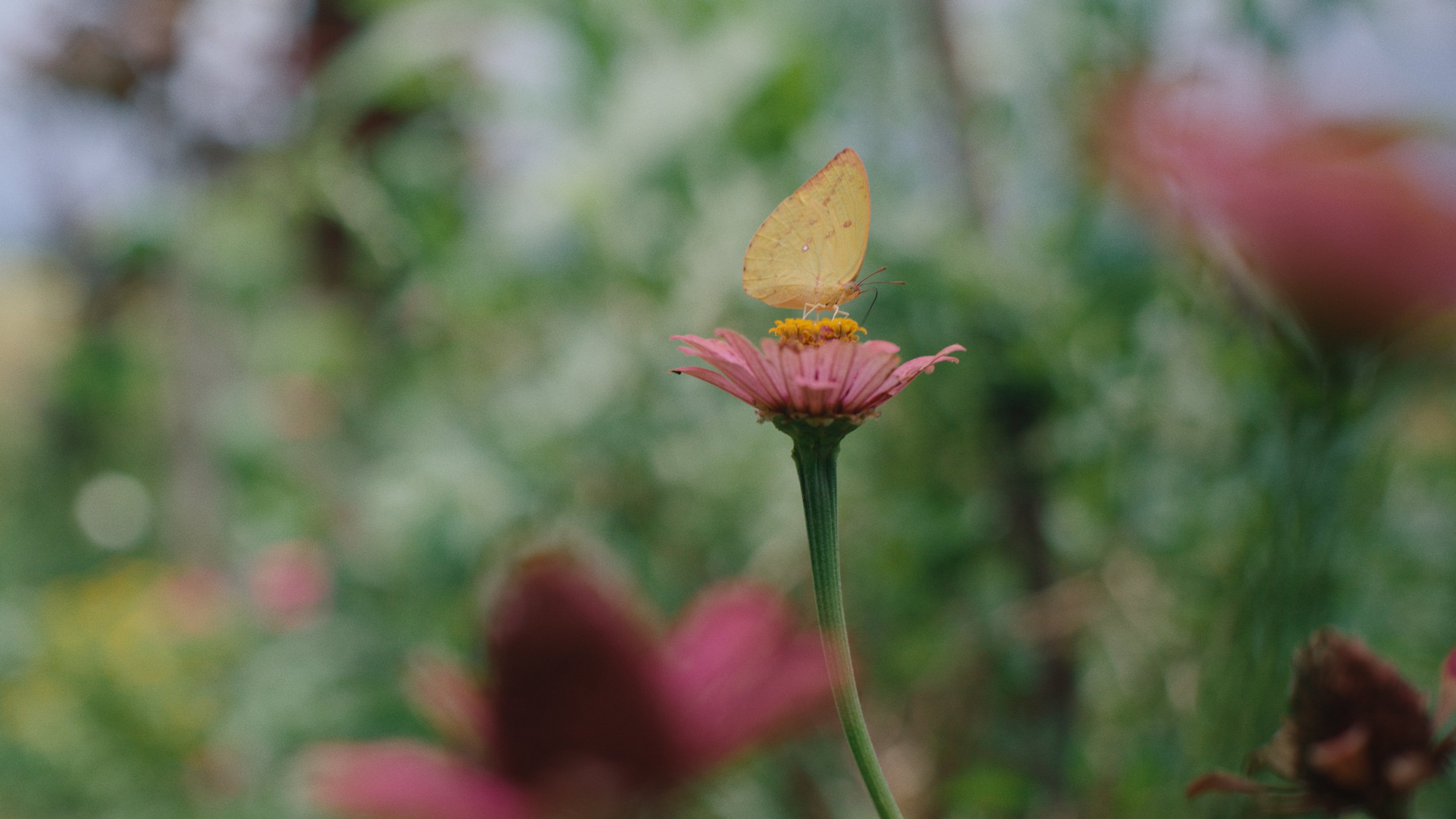 A yellow butterfly perched on a pink flower in a soft-focus garden setting.