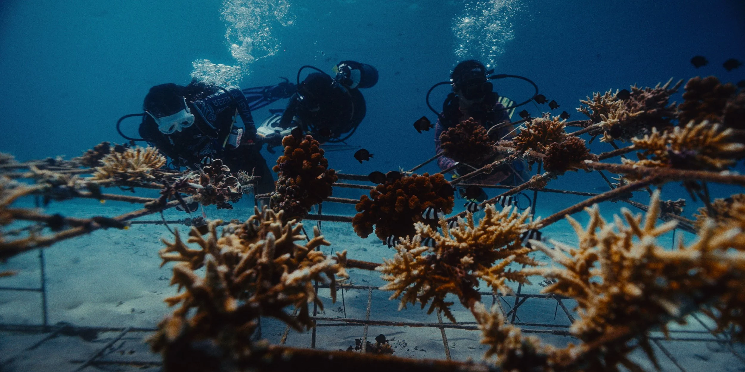 CoralCatch.STILLS_2.49.1.jpg