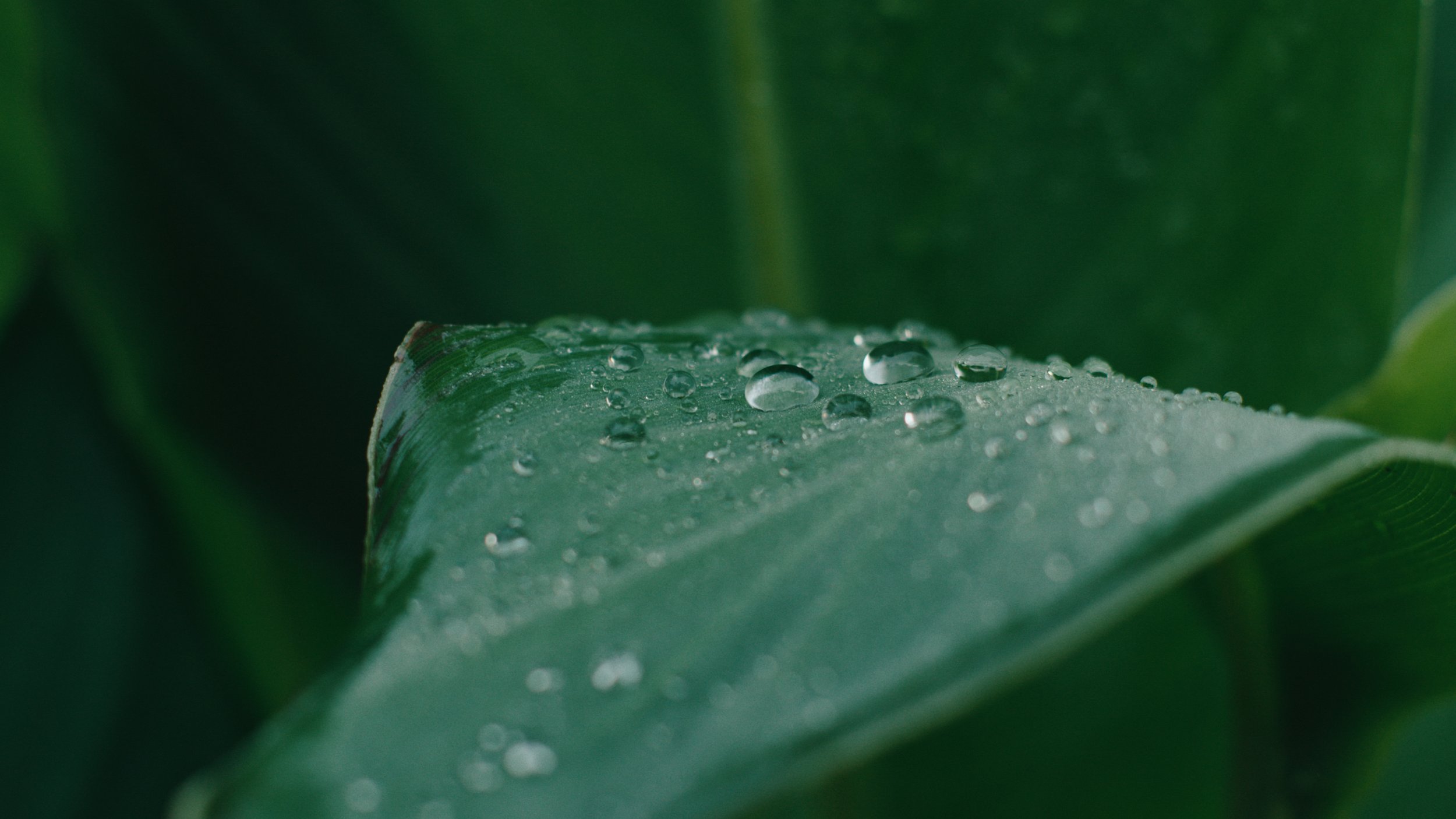 Close-up of a green leaf with water droplets on its surface.