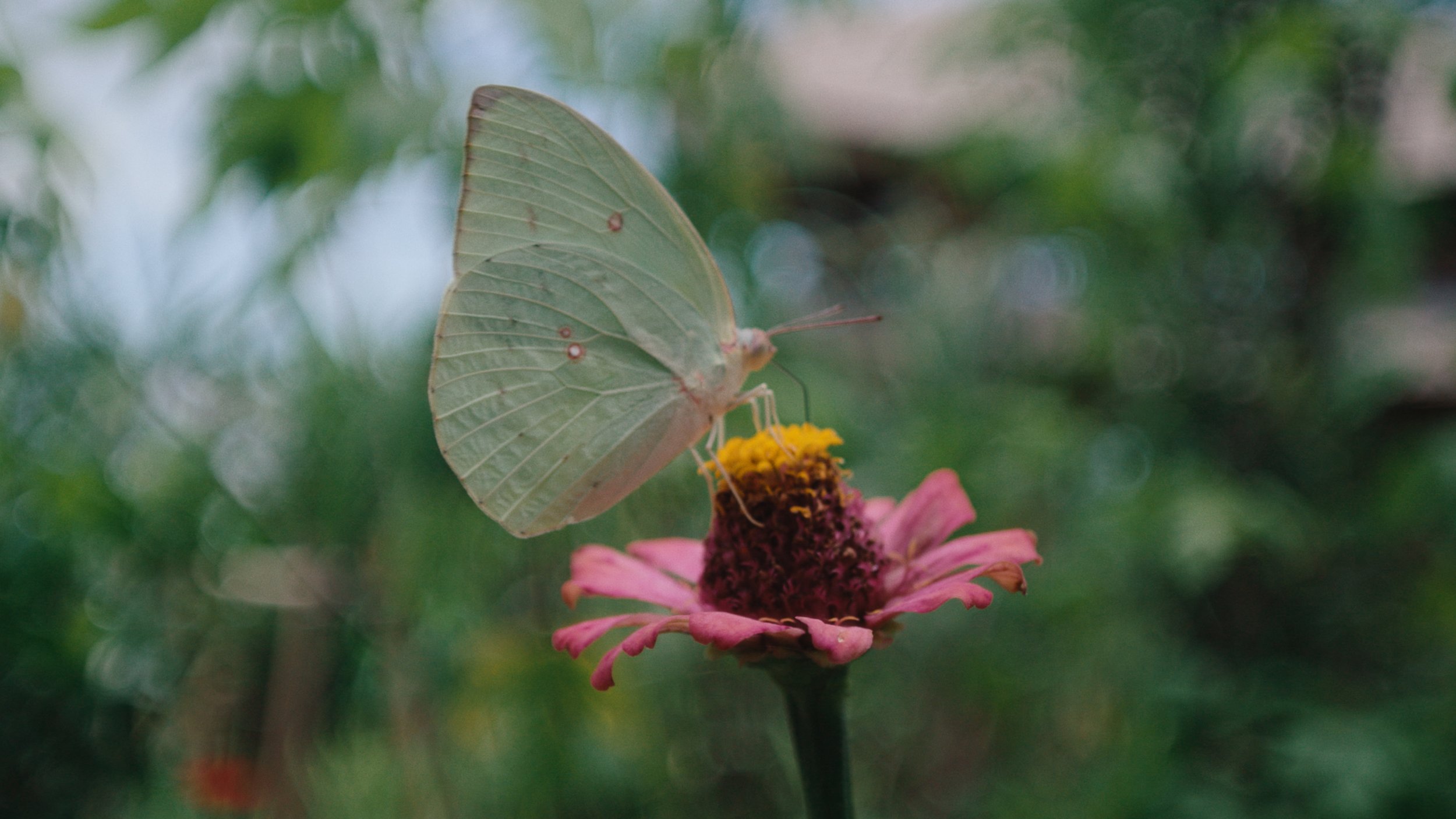 A pale green butterfly with faint lines and small red dots on its wings, perched on a pink flower with yellow and purple center, in a blurred green garden background.