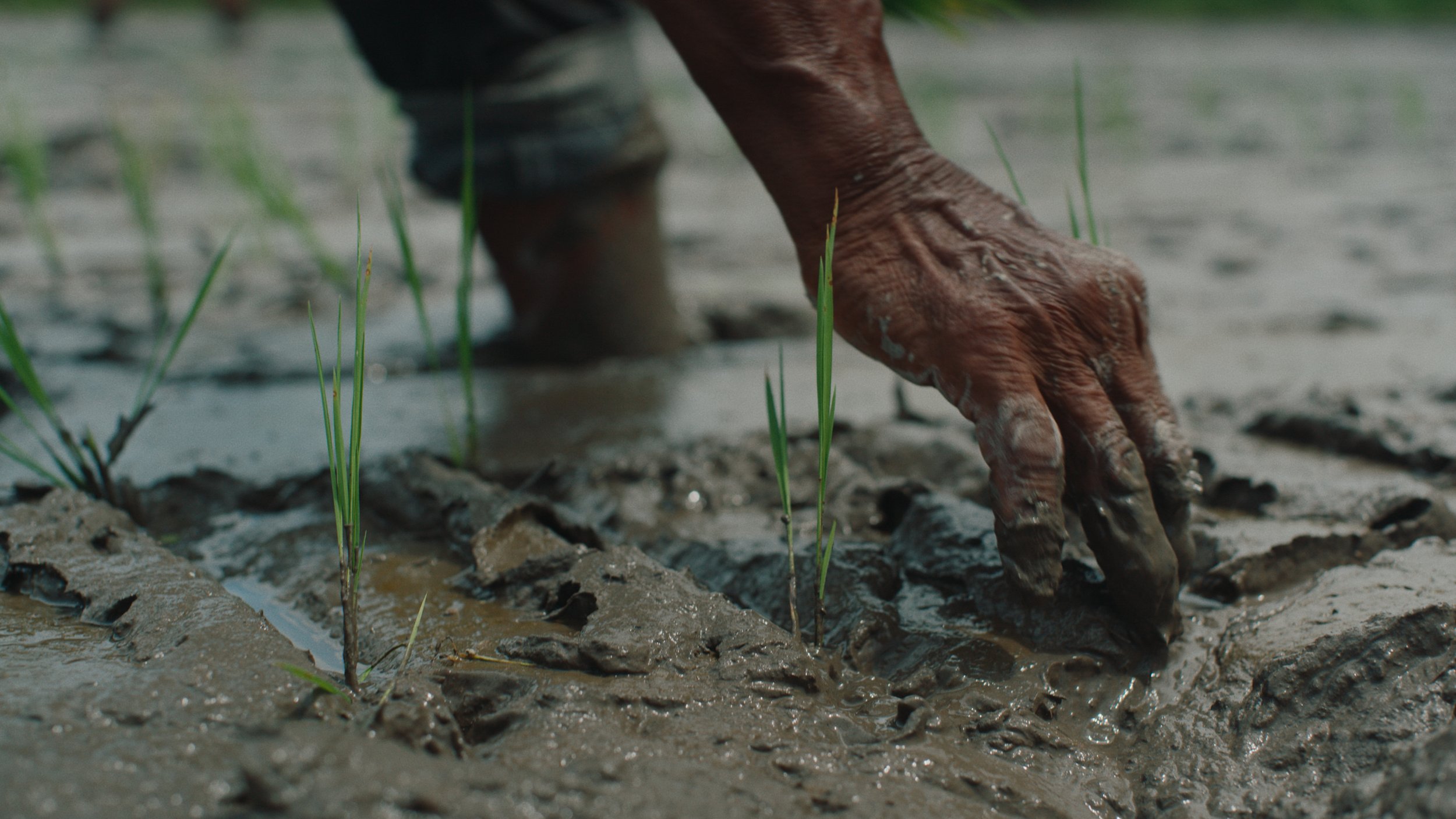 Close-up of a hand planting rice seedlings in muddy water