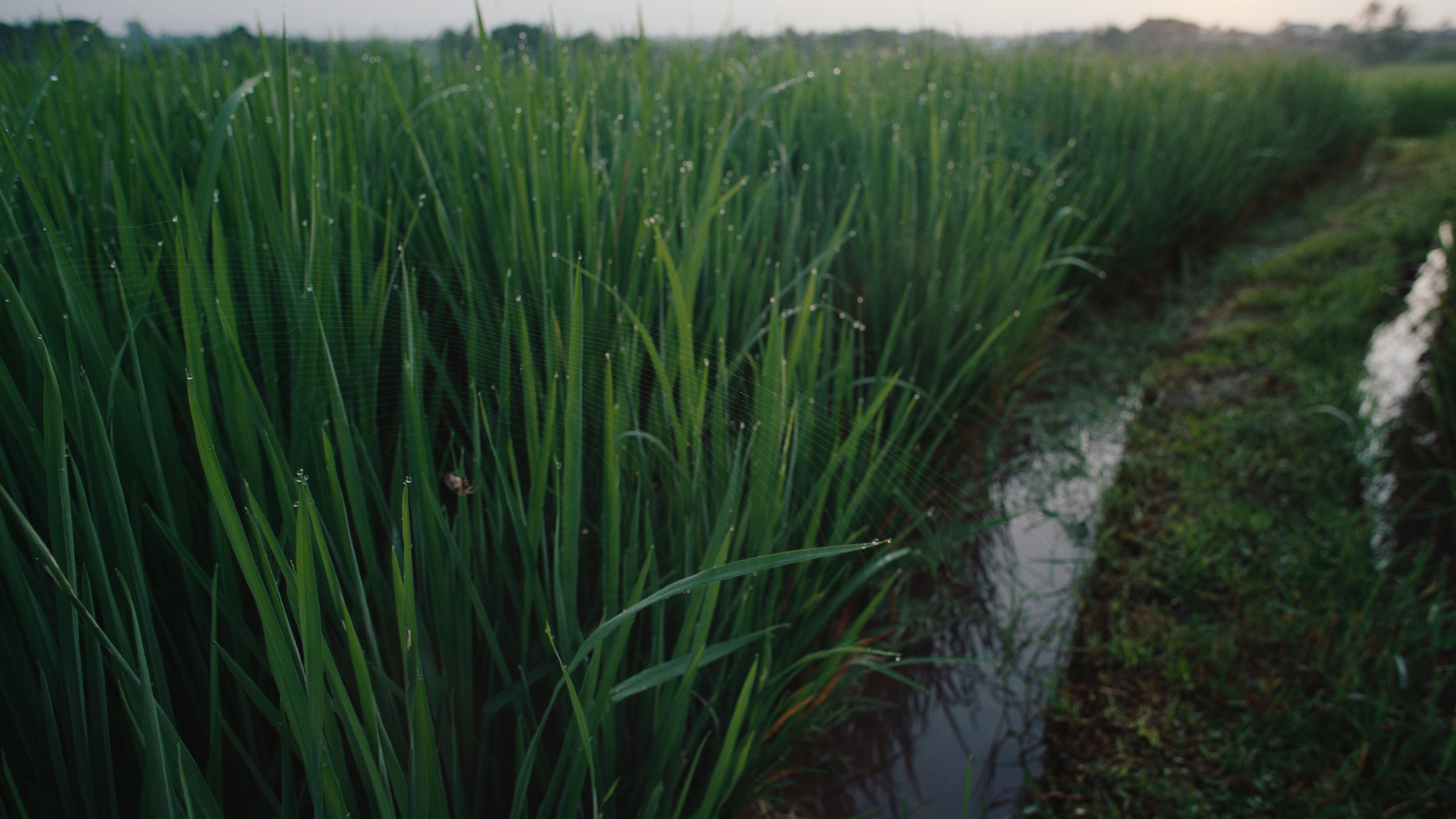 Close-up view of green rice plants growing in flooded paddy fields with water visible between the plants.