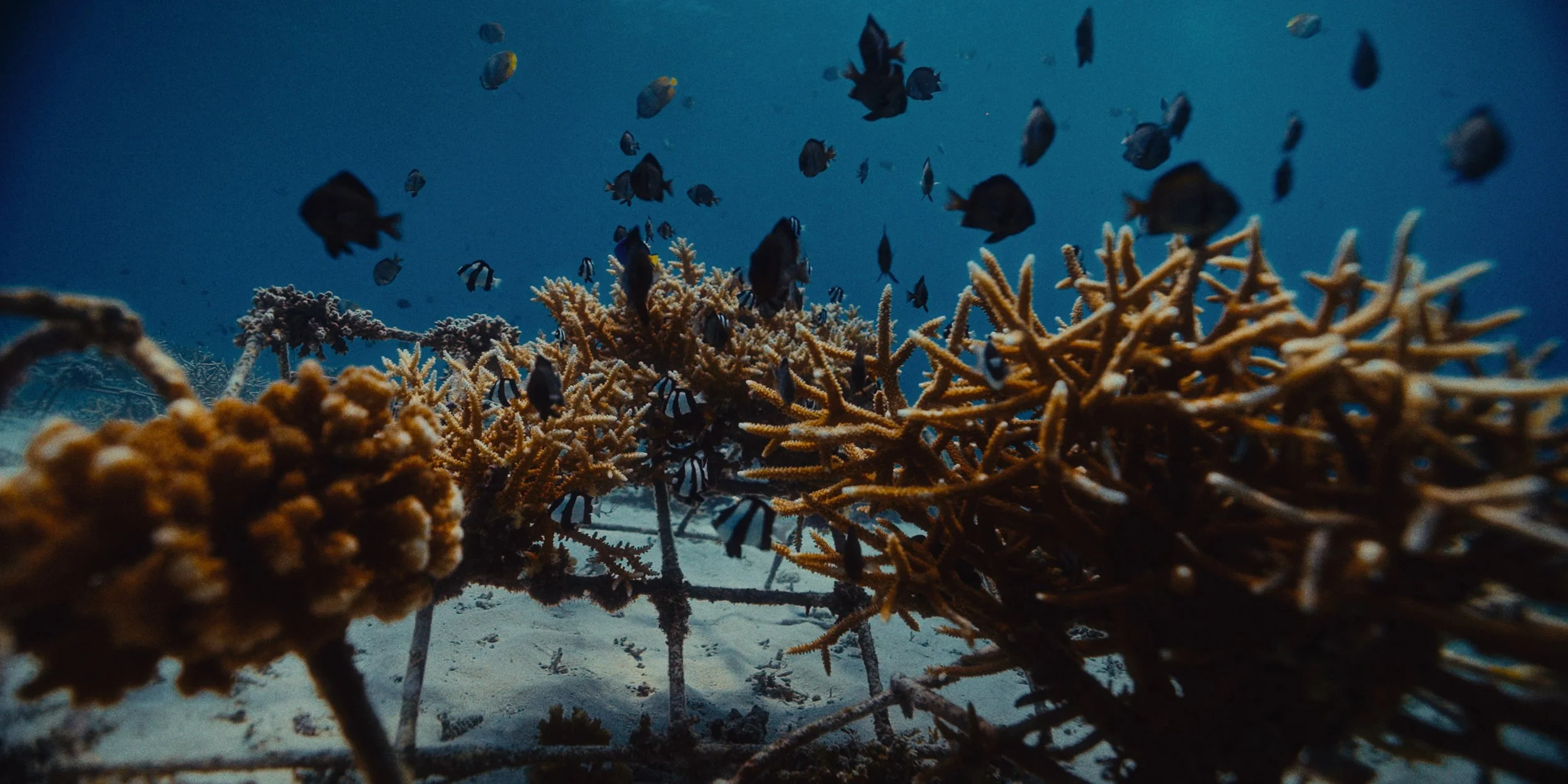 CoralCatch.STILLS_2.69.1.jpg