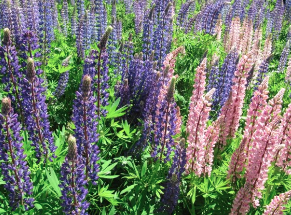 Where are the Lupines? 