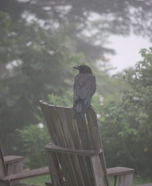 Crowing about, well, Crows