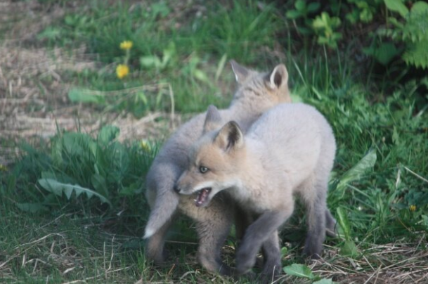 Wild in the Garden 