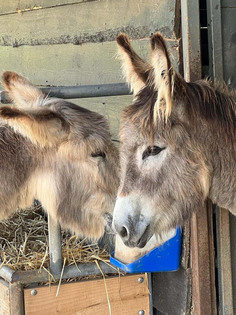 pair of donkeys.JPG