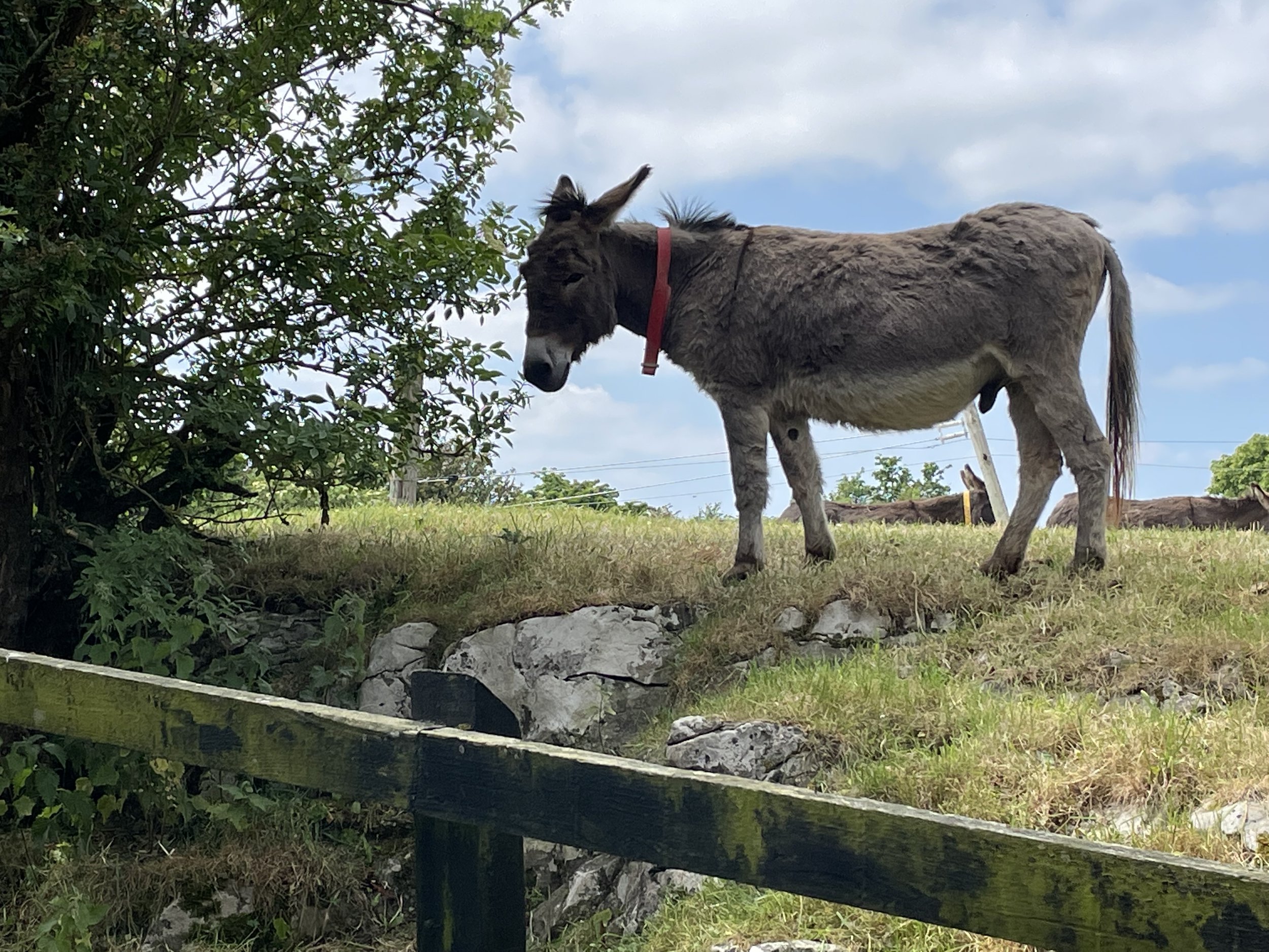 donkey on hill.jpg