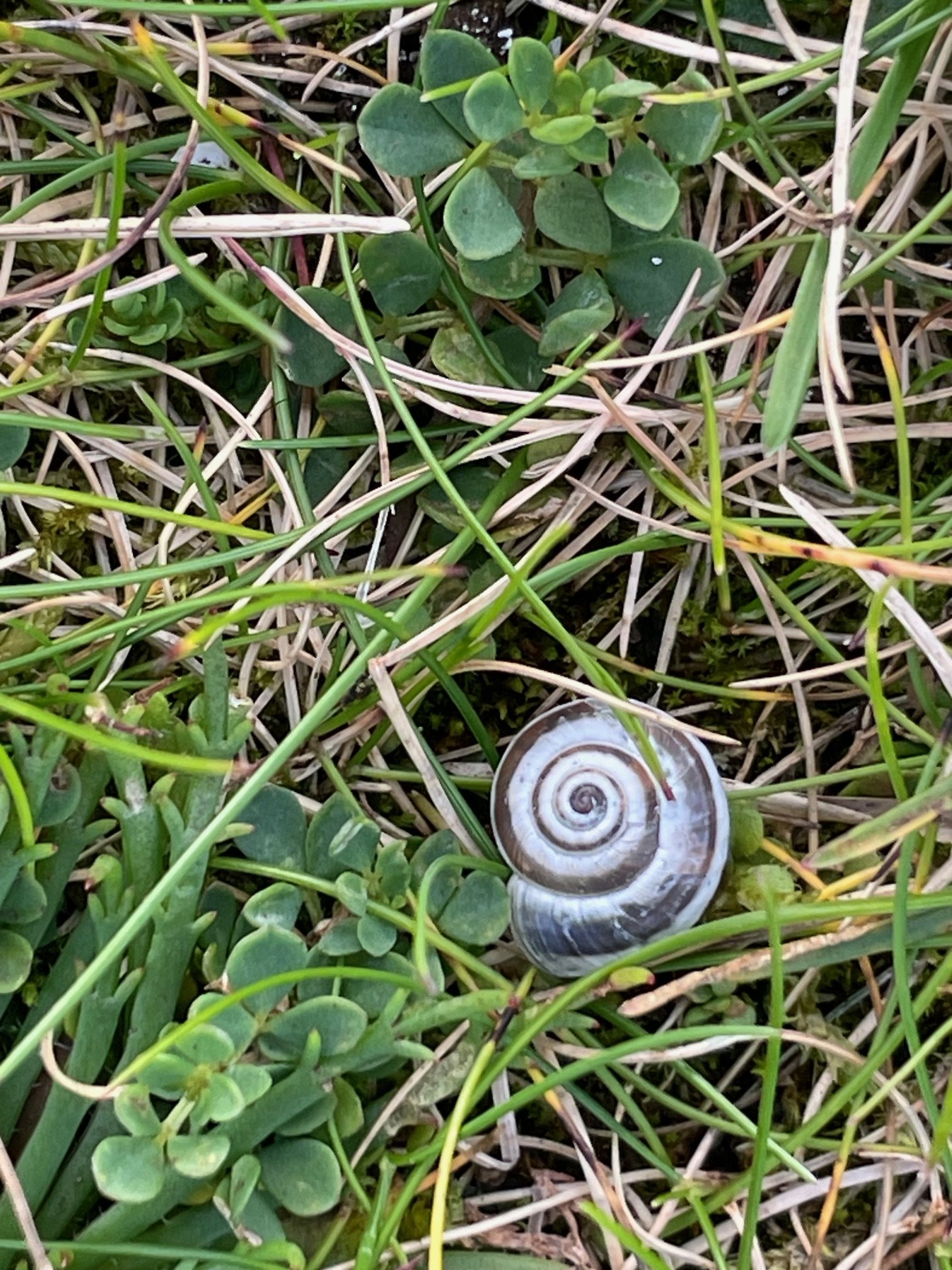 snail grass.jpg