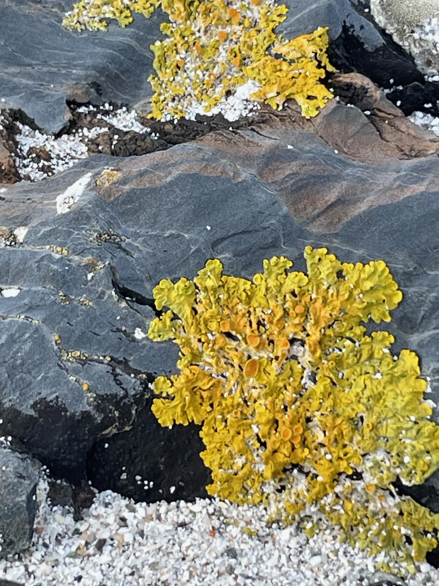 yellow fan on rock.jpg