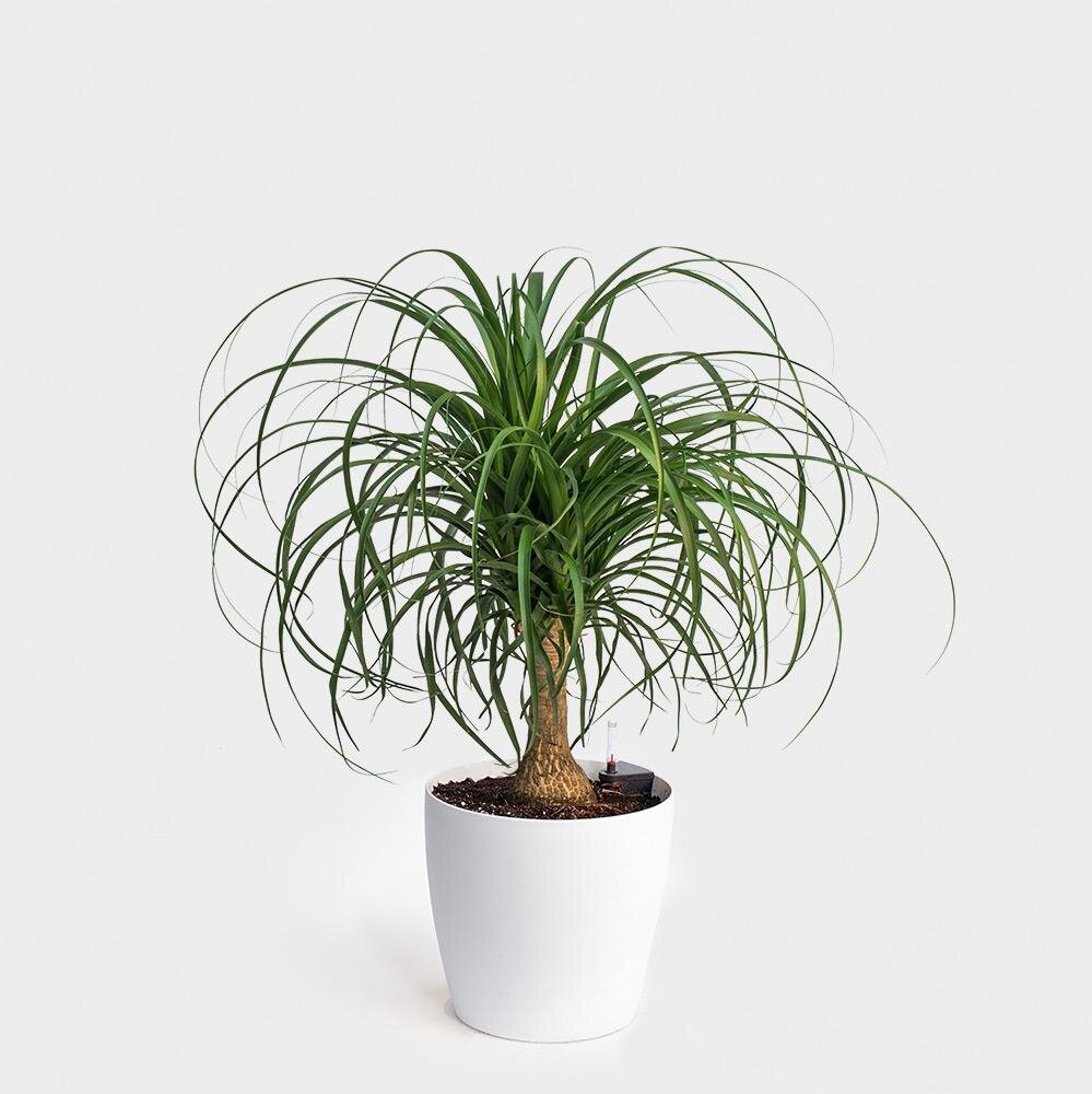 Ponytail palm tree