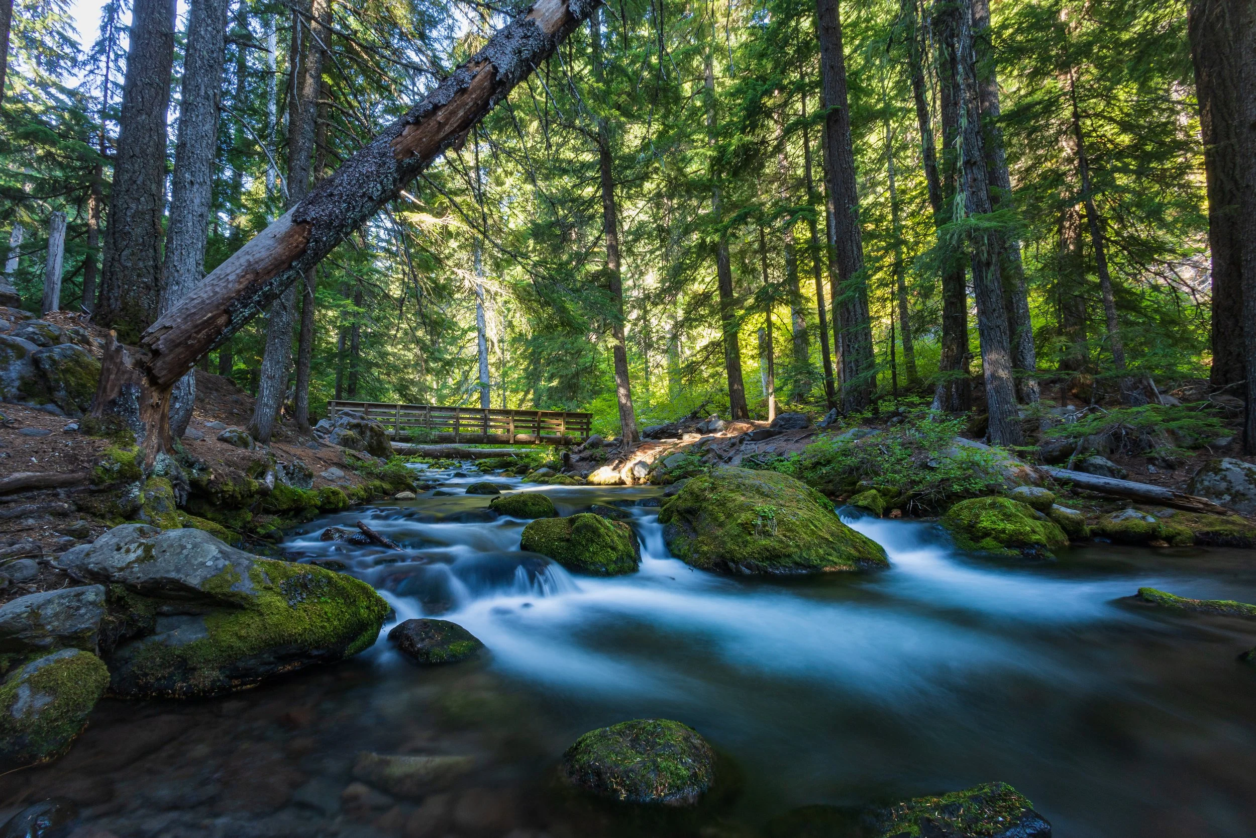 Tamanawas Falls Trail