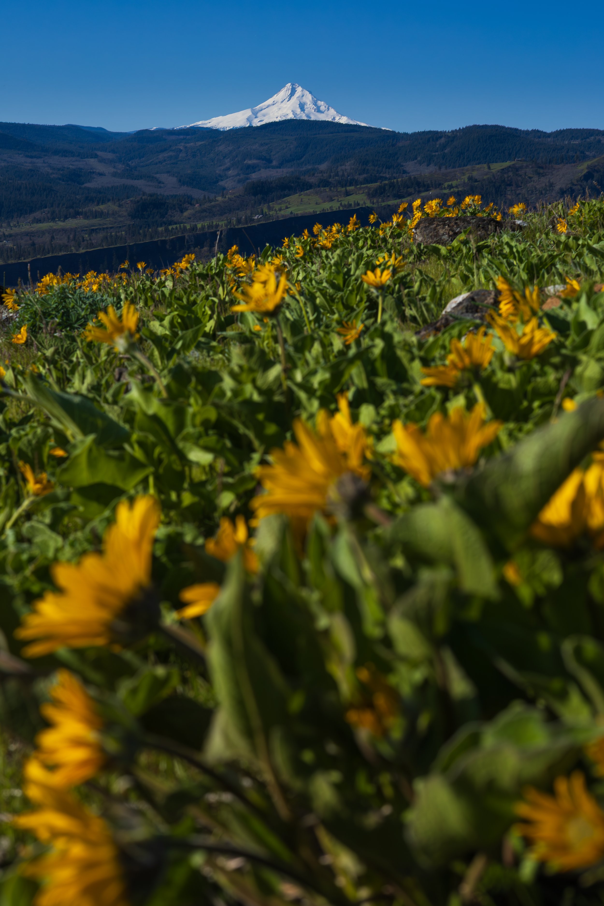 Coyote Wall - View of Mt Hood